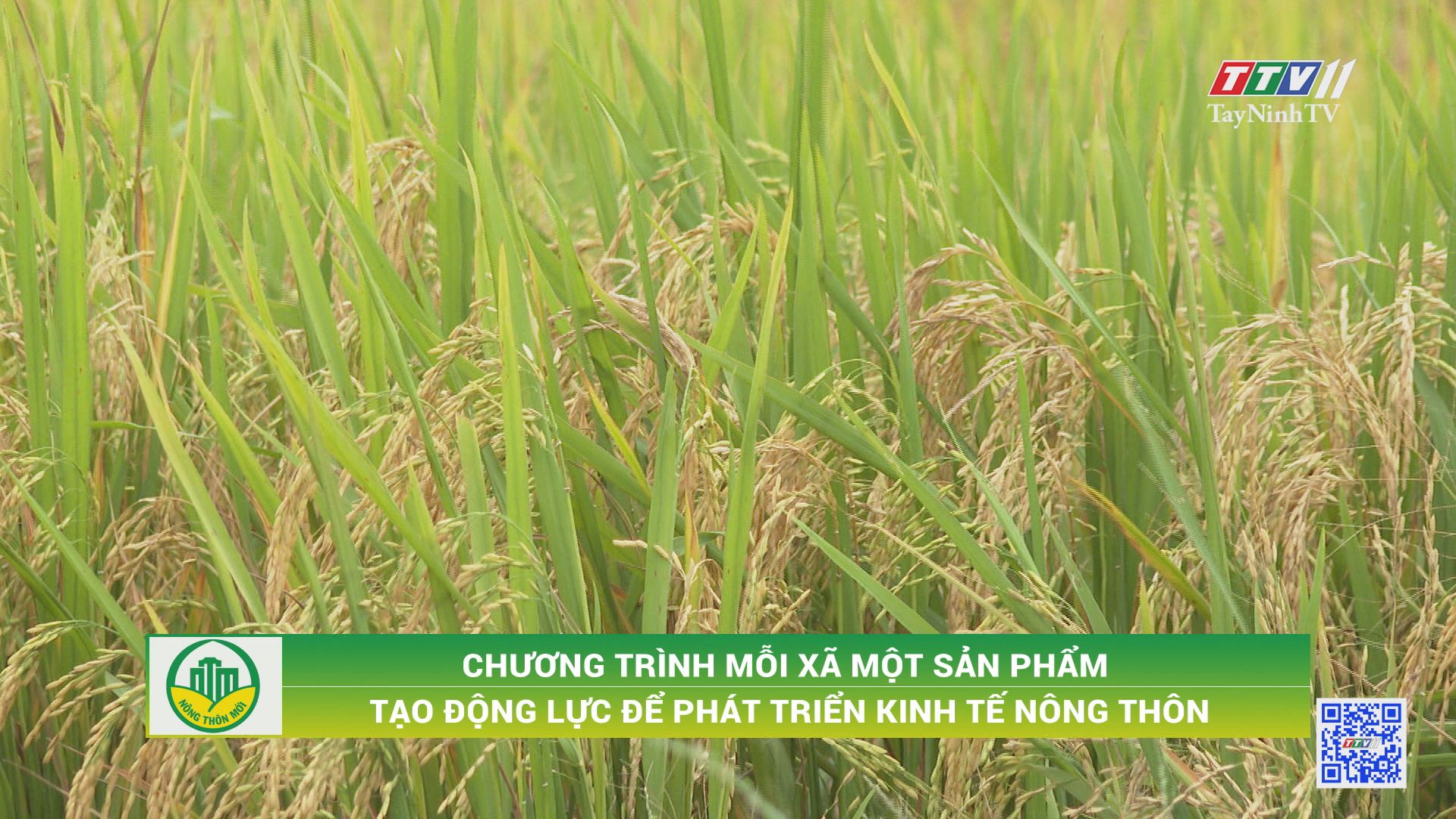 Chương trình mỗi xã một sản phẩm tạo động lực để phát triển kinh tế nông thôn | TÂY NINH XÂY DỰNG NÔNG THÔN MỚI | TayNinhTV