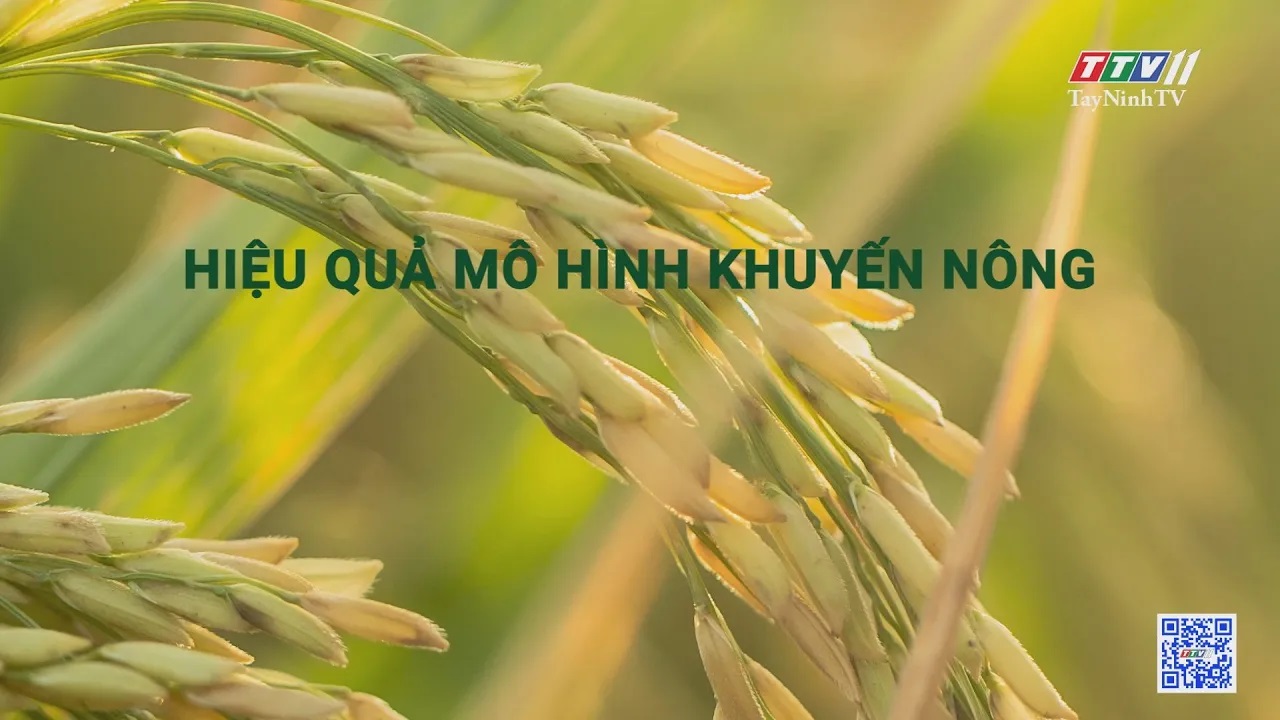 Hiệu quả mô hình khuyến nông | Nông nghiệp Tây Ninh | TayNinhTV