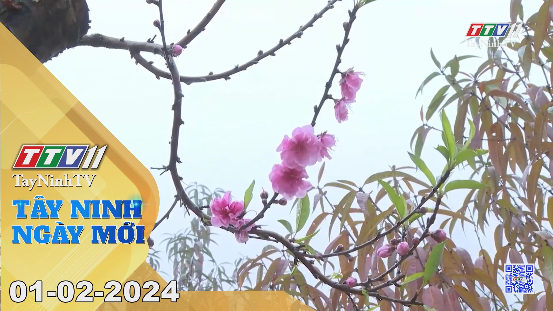 Tây Ninh ngày mới 01-02-2024 | Tin tức hôm nay | TayNinhTV