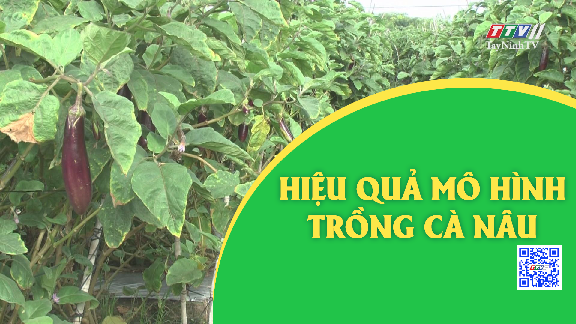 Hiệu quả mô hình trồng cà nâu | Nông nghiệp Tây Ninh | TayNinhTV