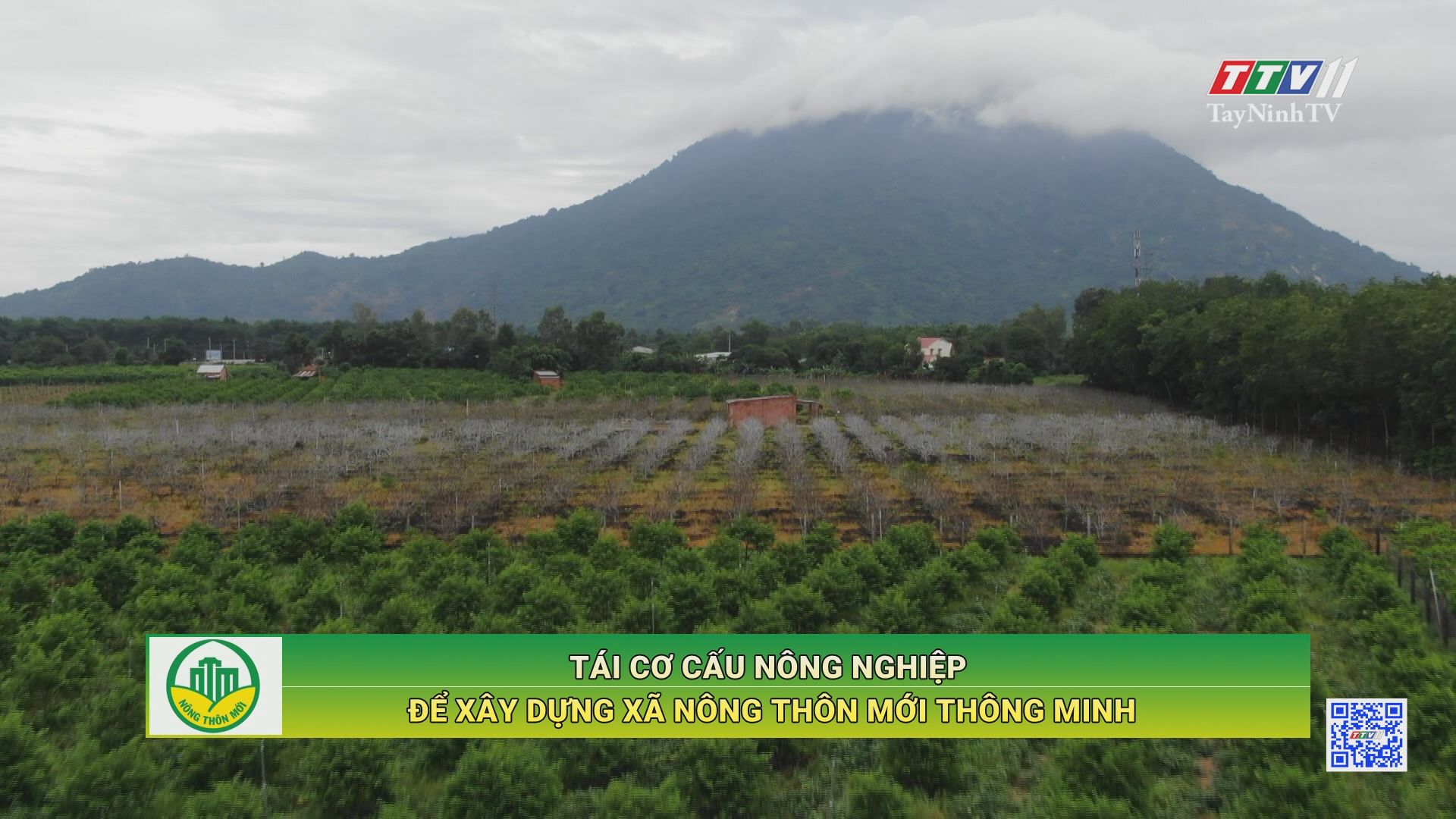 Tái cơ cấu nông nghiệp để xây dựng xã nông thôn mới thông minh | TayNinhTV