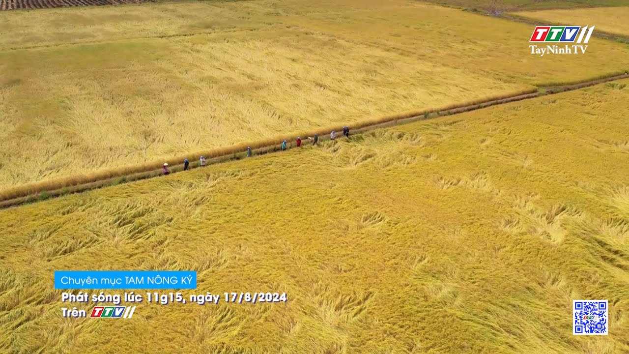 Trailer TAM NÔNG KÝ | Sắc vàng Cẩm Giang - Tập 2 | TayNinhTV