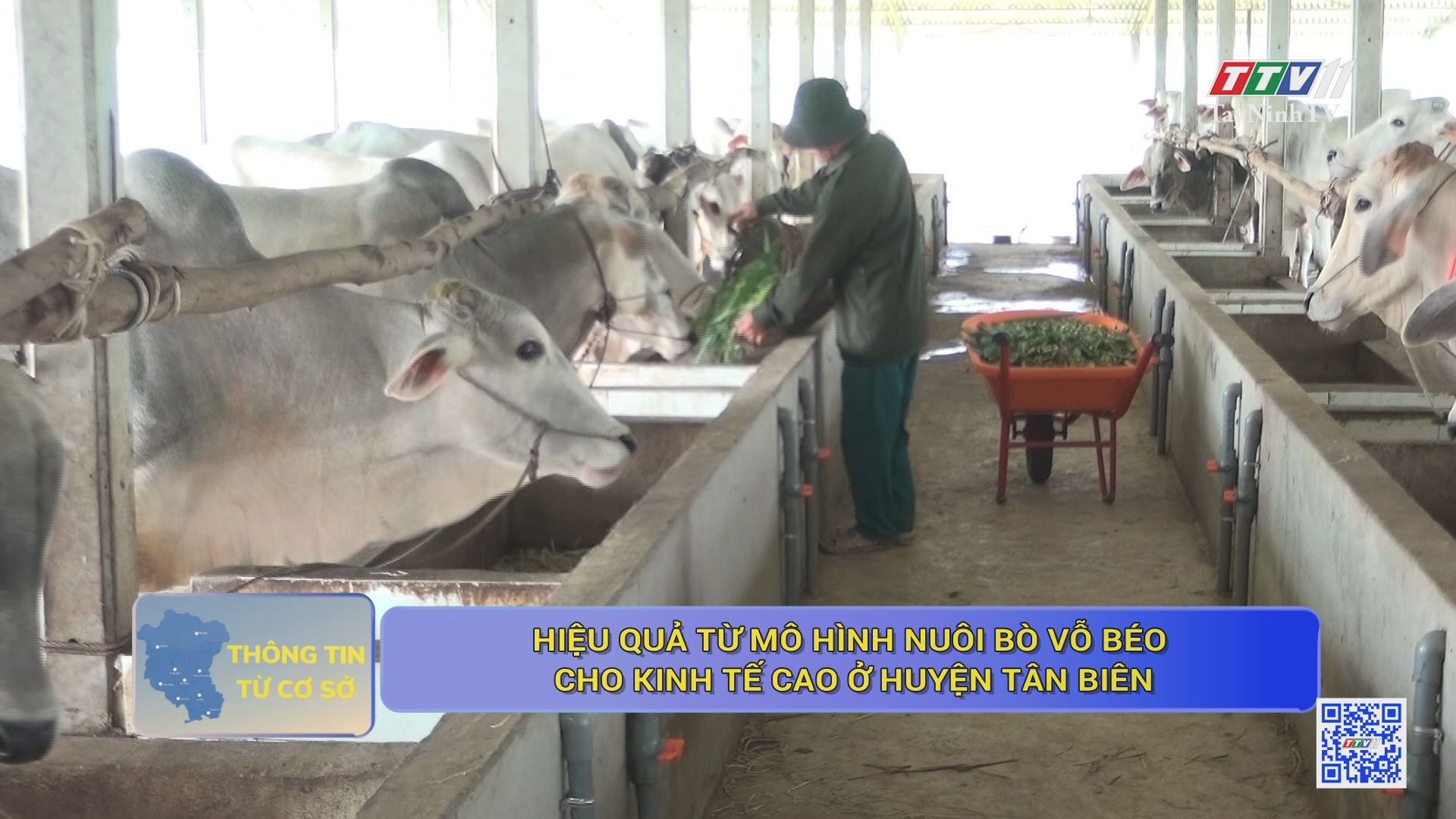Hiệu quả từ mô hình nuôi bò vỗ béo cho kinh tế cao ở huyện Tân Biên | THÔNG TIN TỪ CƠ SỞ | TayNinhTV