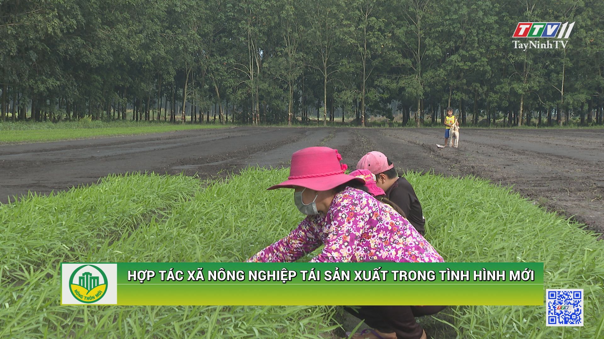 Hợp tác xã nông nghiệp tái sản xuất trong tình hình mới | TÂY NINH XÂY DỰNG NÔNG THÔN MỚI | TayNinhTV