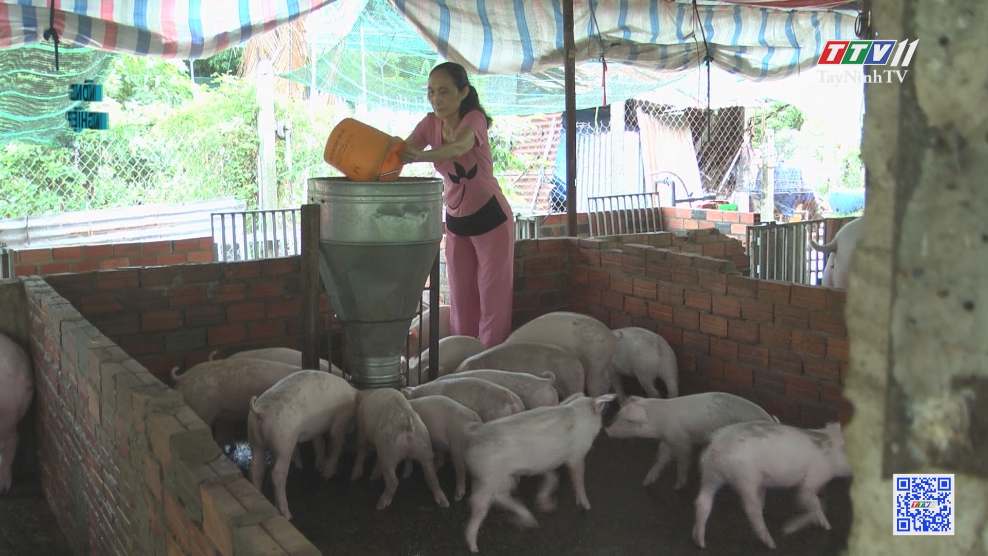 Tăng cường phòng bệnh gia súc lúc giao mùa | NÔNG NGHIỆP TÂY NINH | TayNinhTV