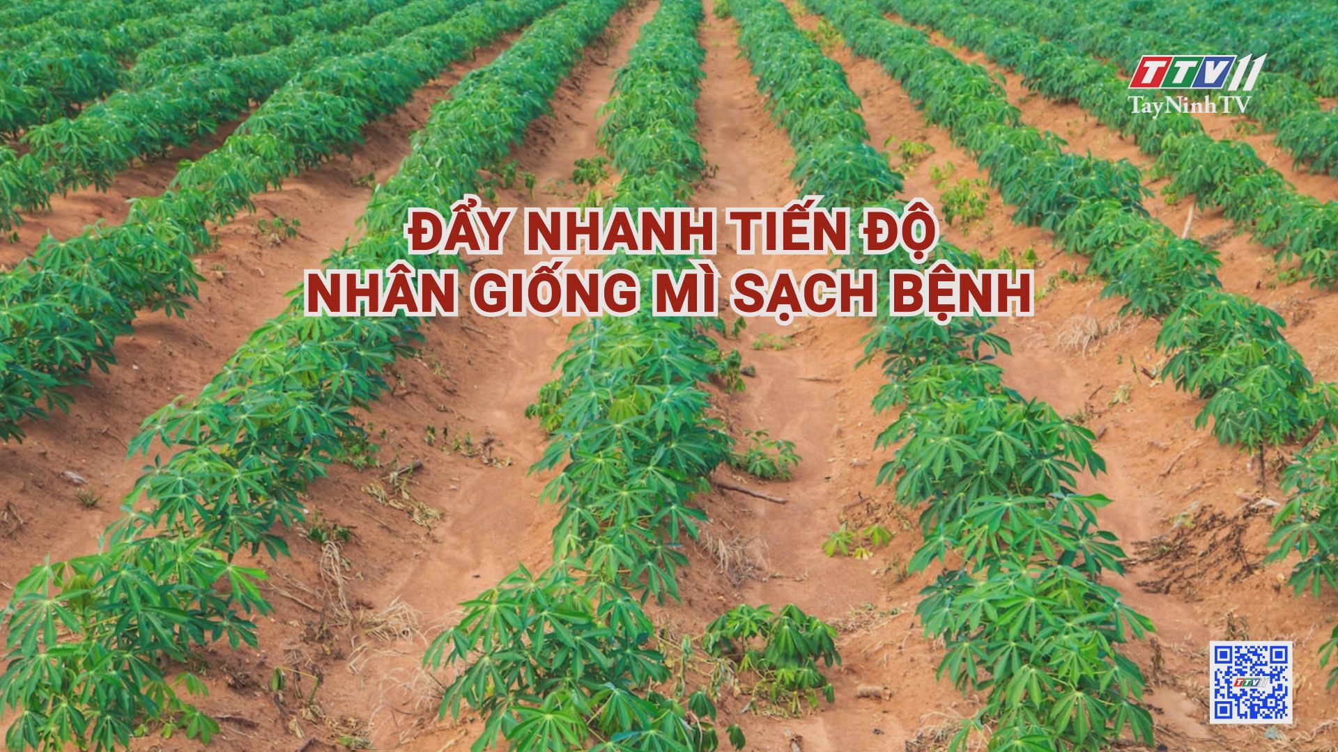 Đẩy nhanh tiến độ nhân giống mì sạch bệnh | Nông nghiệp Tây Ninh | TâyNinhTV