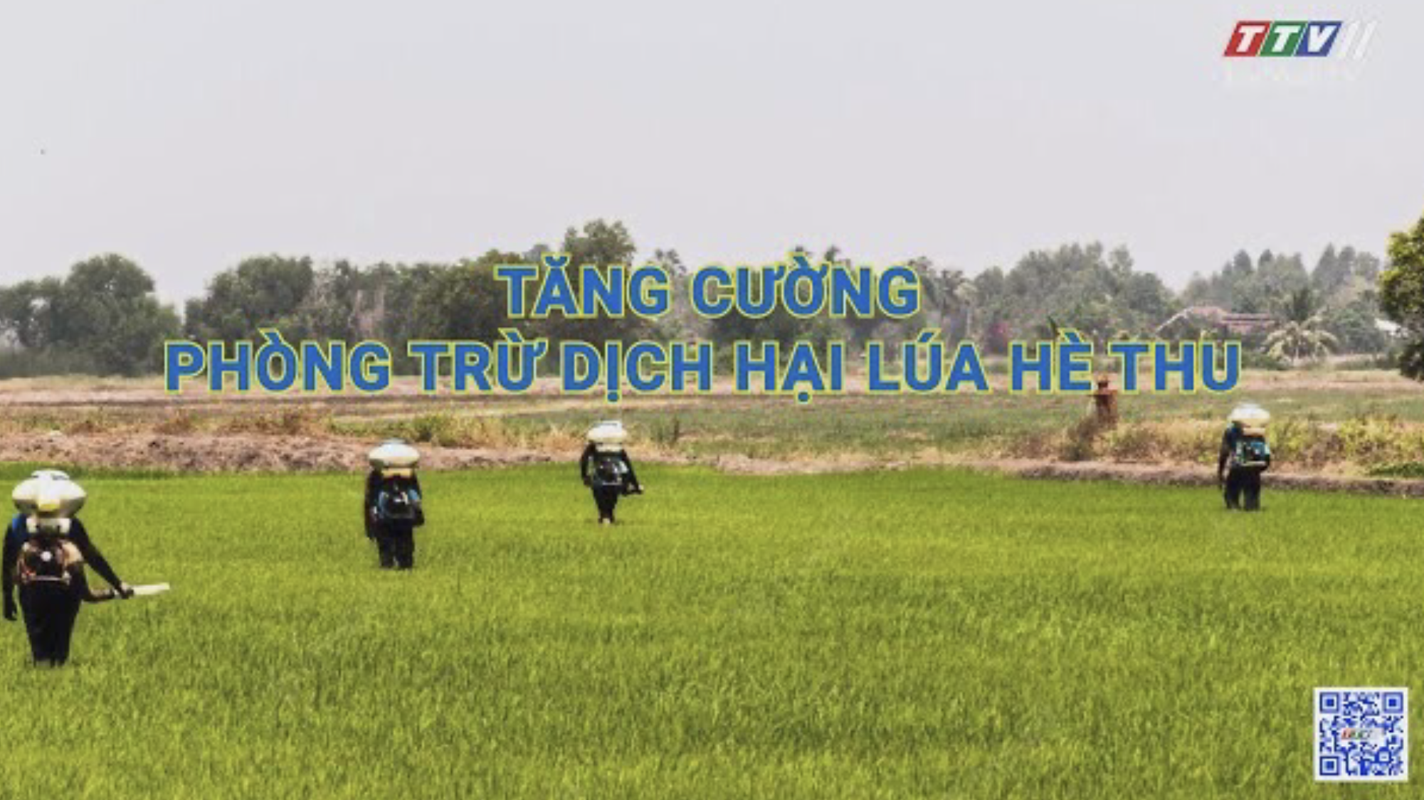 Tăng cường phòng trừ dịch hại lúa Hè Thu | Nông nghiệp Tây Ninh | TayNinhTV