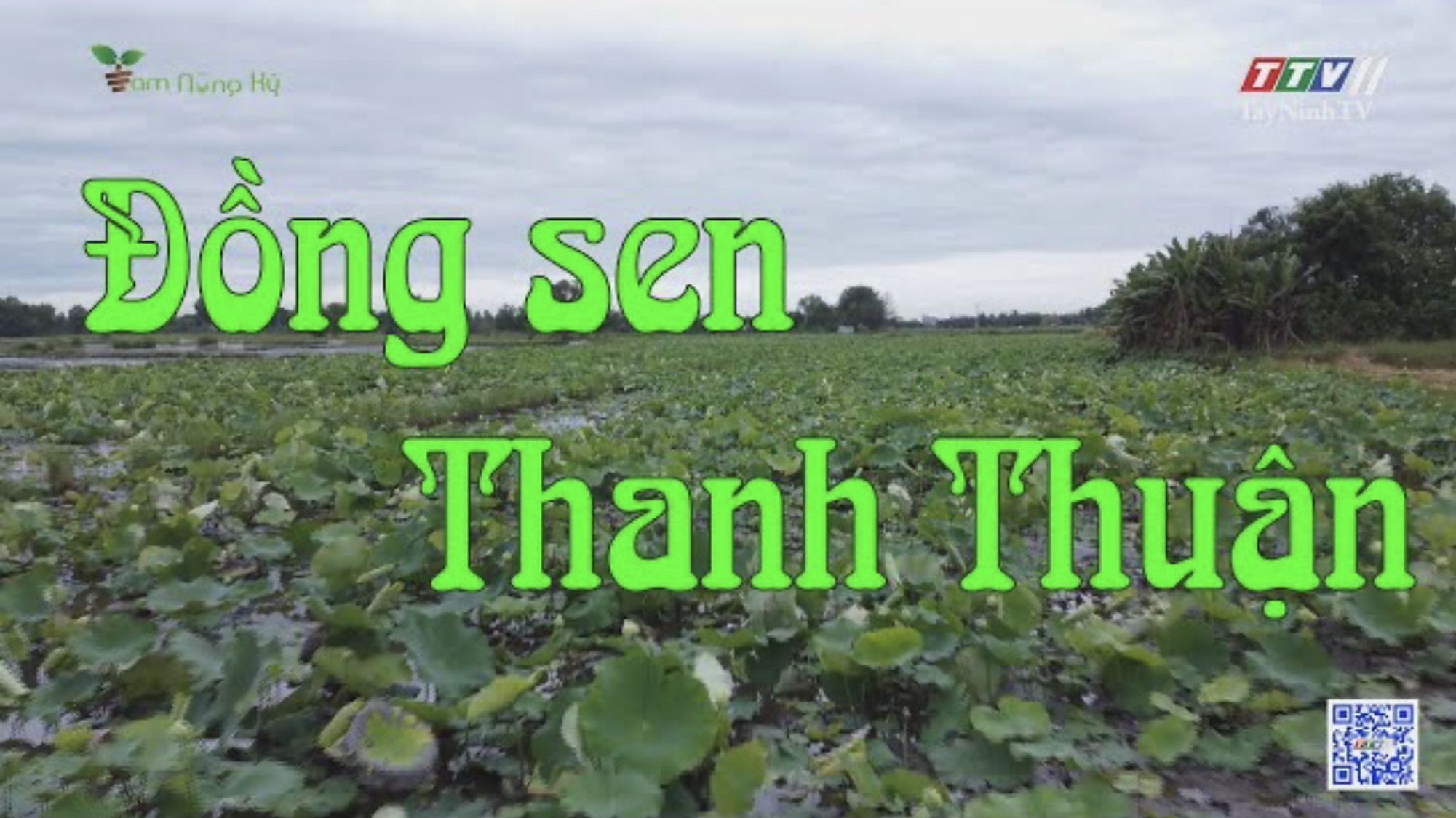 Đồng sen Thanh Thuận | TAM NÔNG KÝ | TayNinhTV