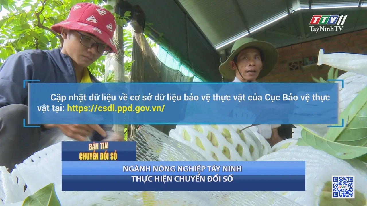 Ngành nông nghiệp Tây Ninh thực hiện chuyển đổi số | BẢN TIN CHUYỂN ĐỔI SỐ | TayNinhTV