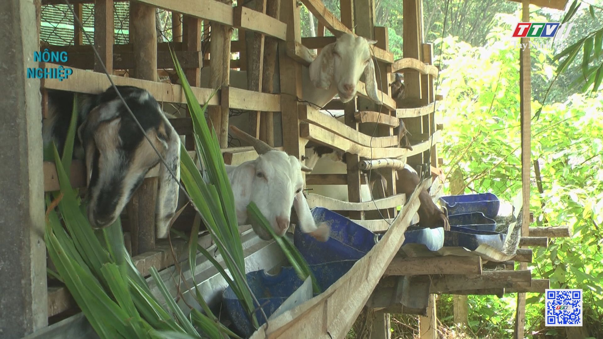 Hiệu quả mô hình nuôi dê ở Bến củi | NÔNG NGHIỆP TÂY NINH | TayNinhTV
