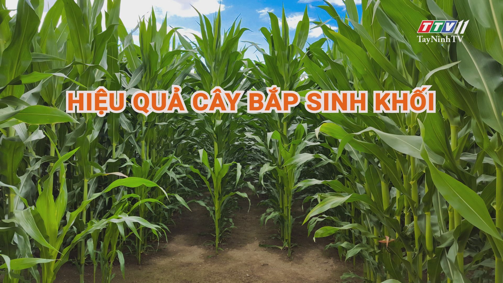 Hiệu quả cây bắp sinh khối | Nông nghiệp Tây Ninh | TayNinhTV