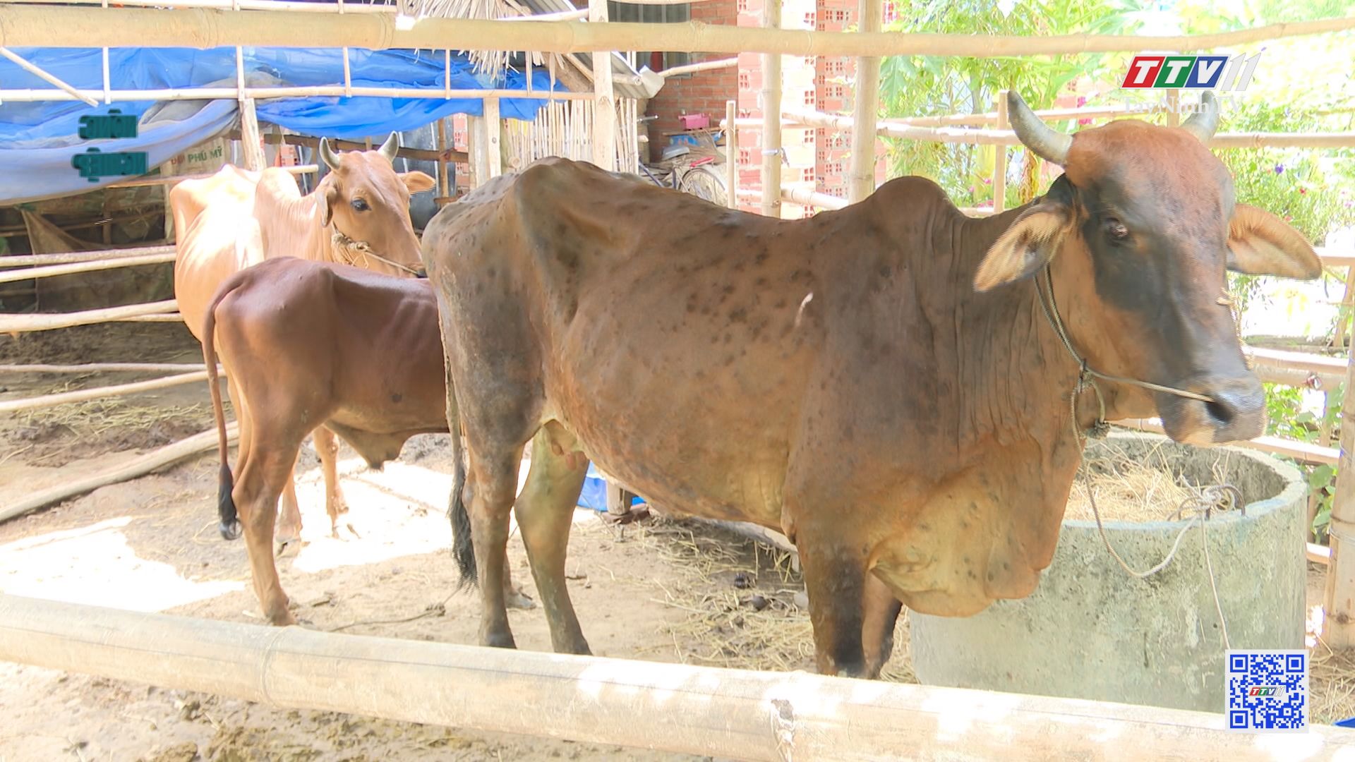 Bùng phát dịch viêm da nổi cục trên trâu, bò | NÔNG NGHIỆP TÂY NINH | TayNinhTV