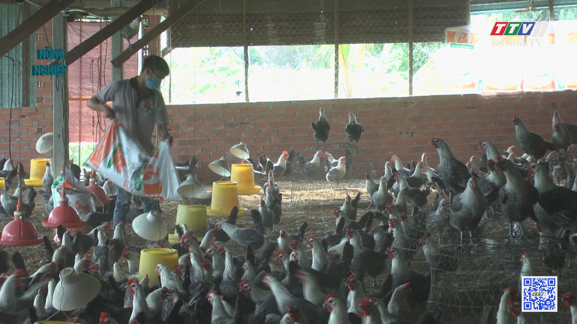 Nông dân Ninh Sơn duy trì sản xuất, chăn nuôi gia cầm | NÔNG NGHIỆP TÂY NINH | TayNinhTV