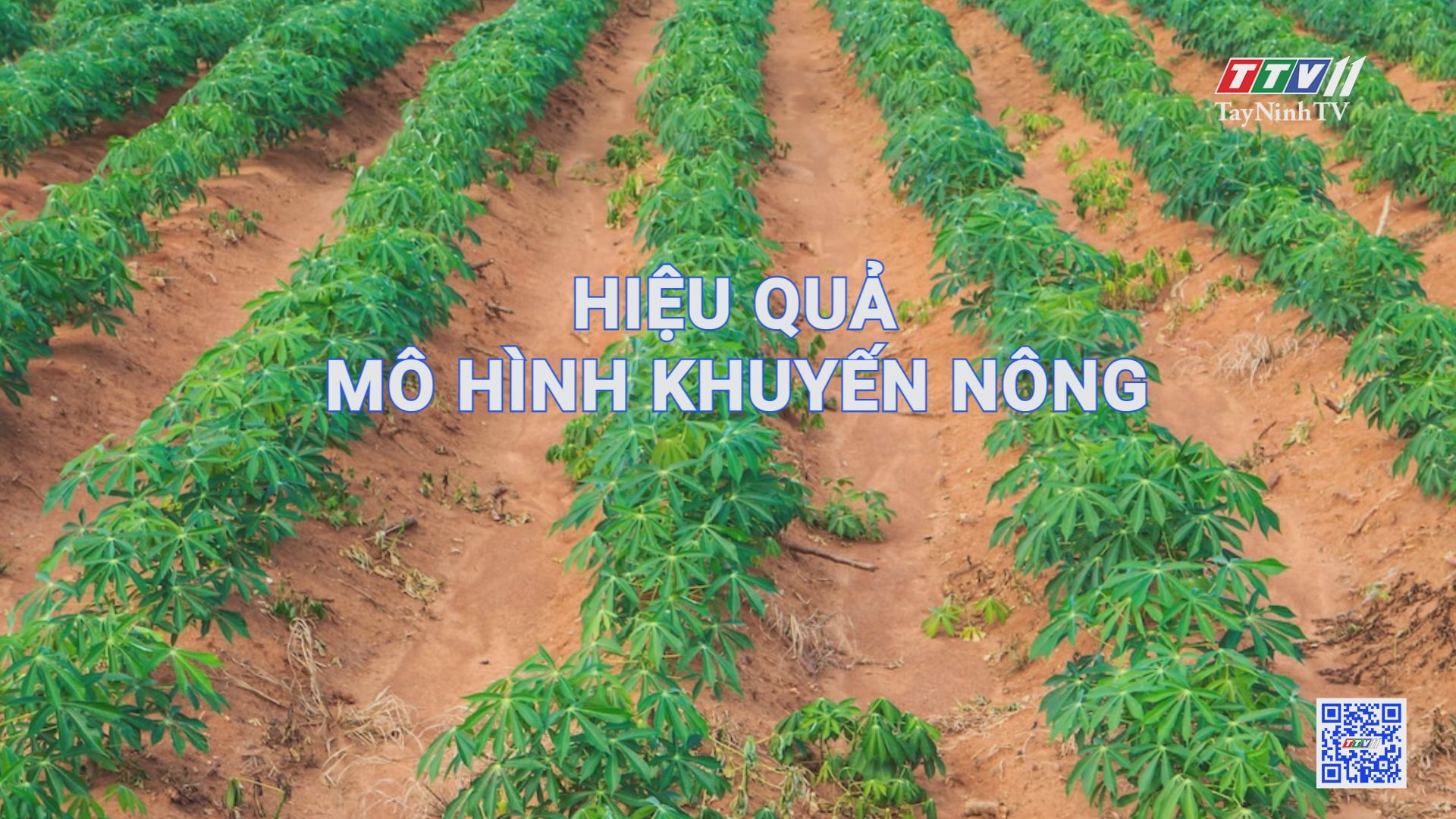 Hiệu quả mô hình khuyến nông | Nông nghiệp Tây Ninh | TayNinhTV