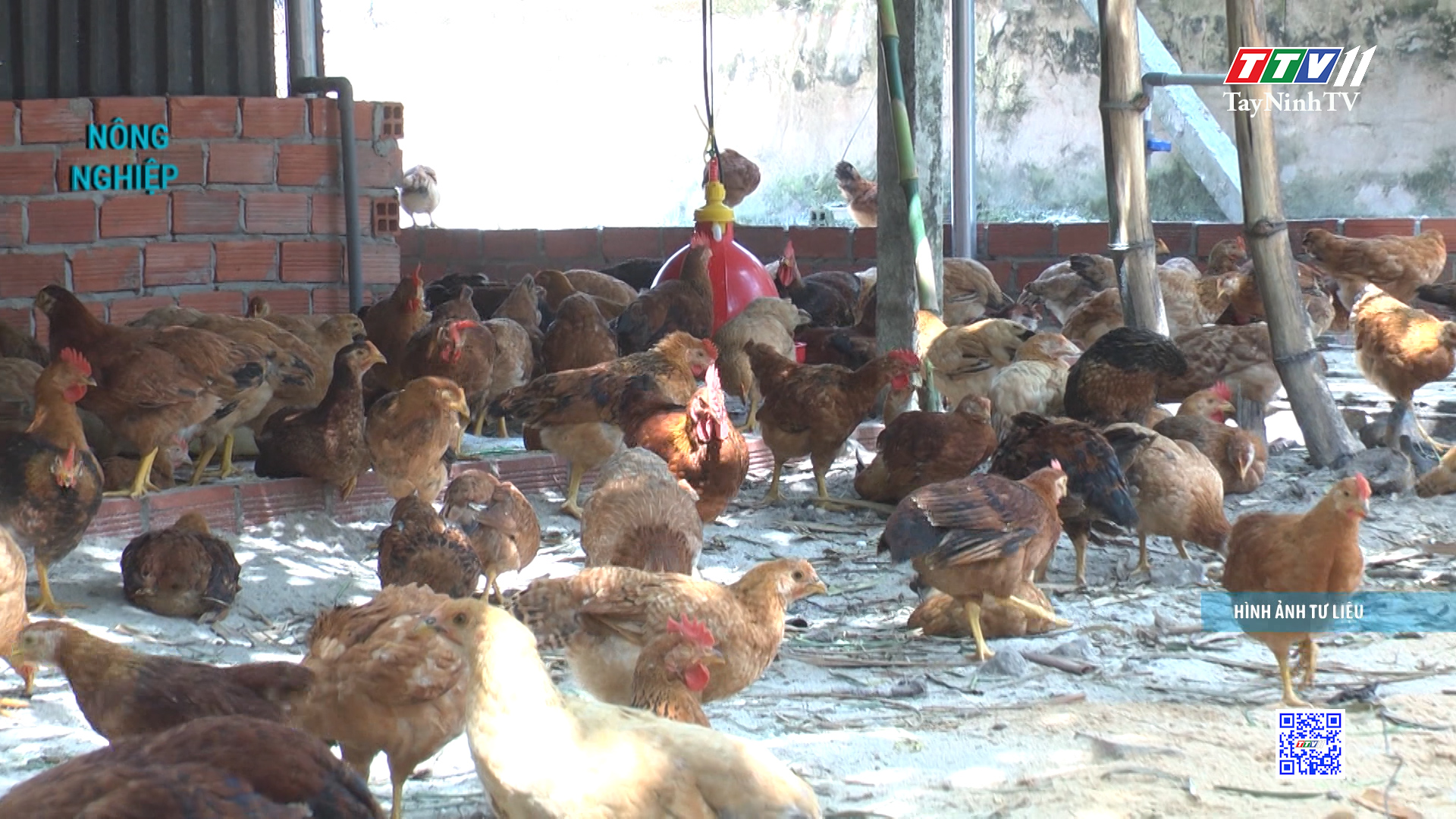 Phát triển chăn nuôi nhờ sử dụng vốn vay đúng mục đích | NÔNG NGHIỆP TÂY NINH | TayNinhTV