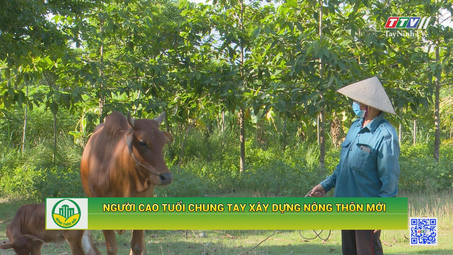Người cao tuổi chung tay xây dựng nông thôn mới | TÂY NINH XÂY DỰNG NÔNG THÔN MỚI | TayNinhTV