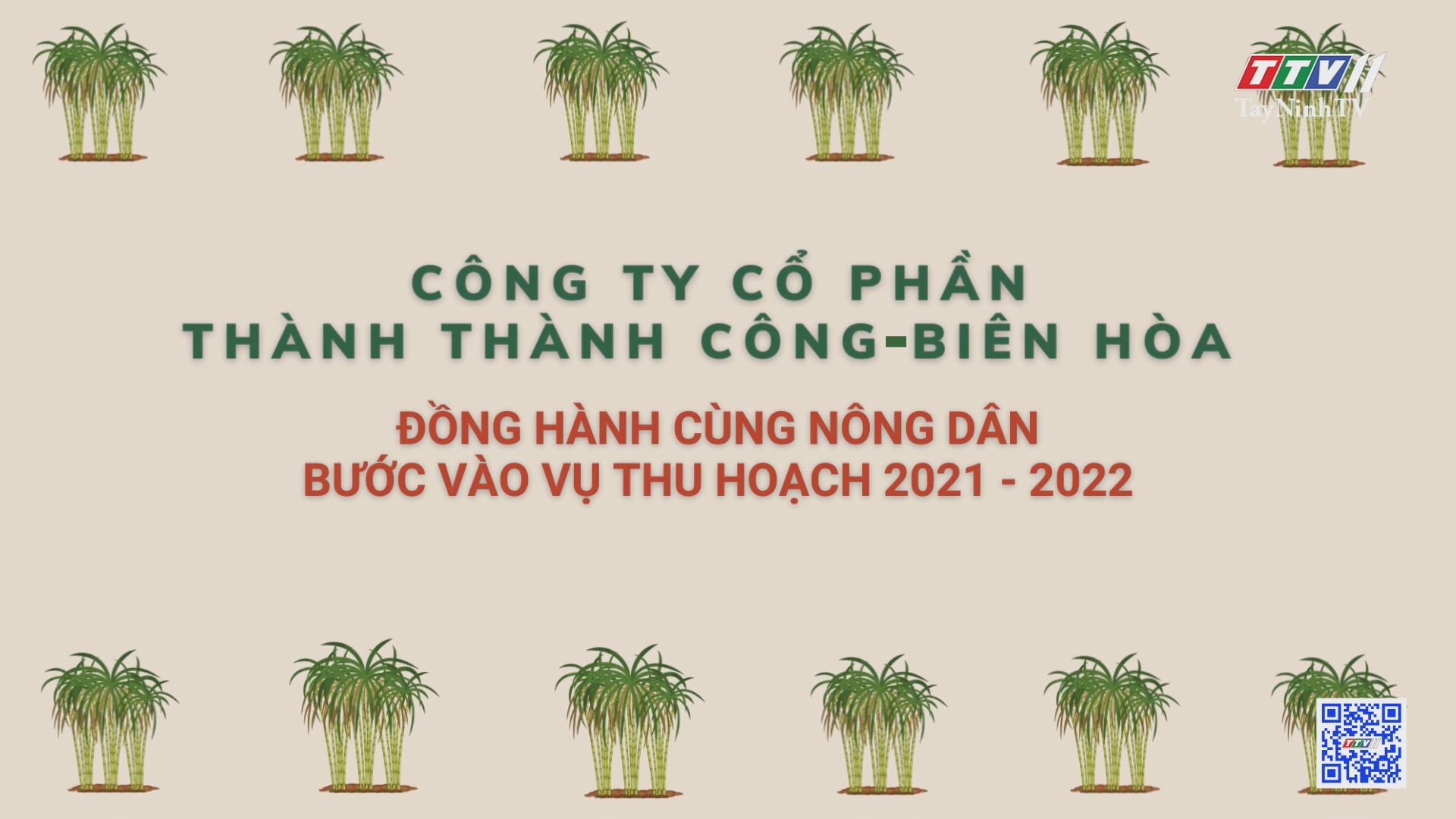 CTY CP Thành Thành Công-Biên Hòa đồng hành cùng nông dân bước vào vụ thu hoạch 2021-2022 | CÂY MÍA VIỆT | TayNinhTV