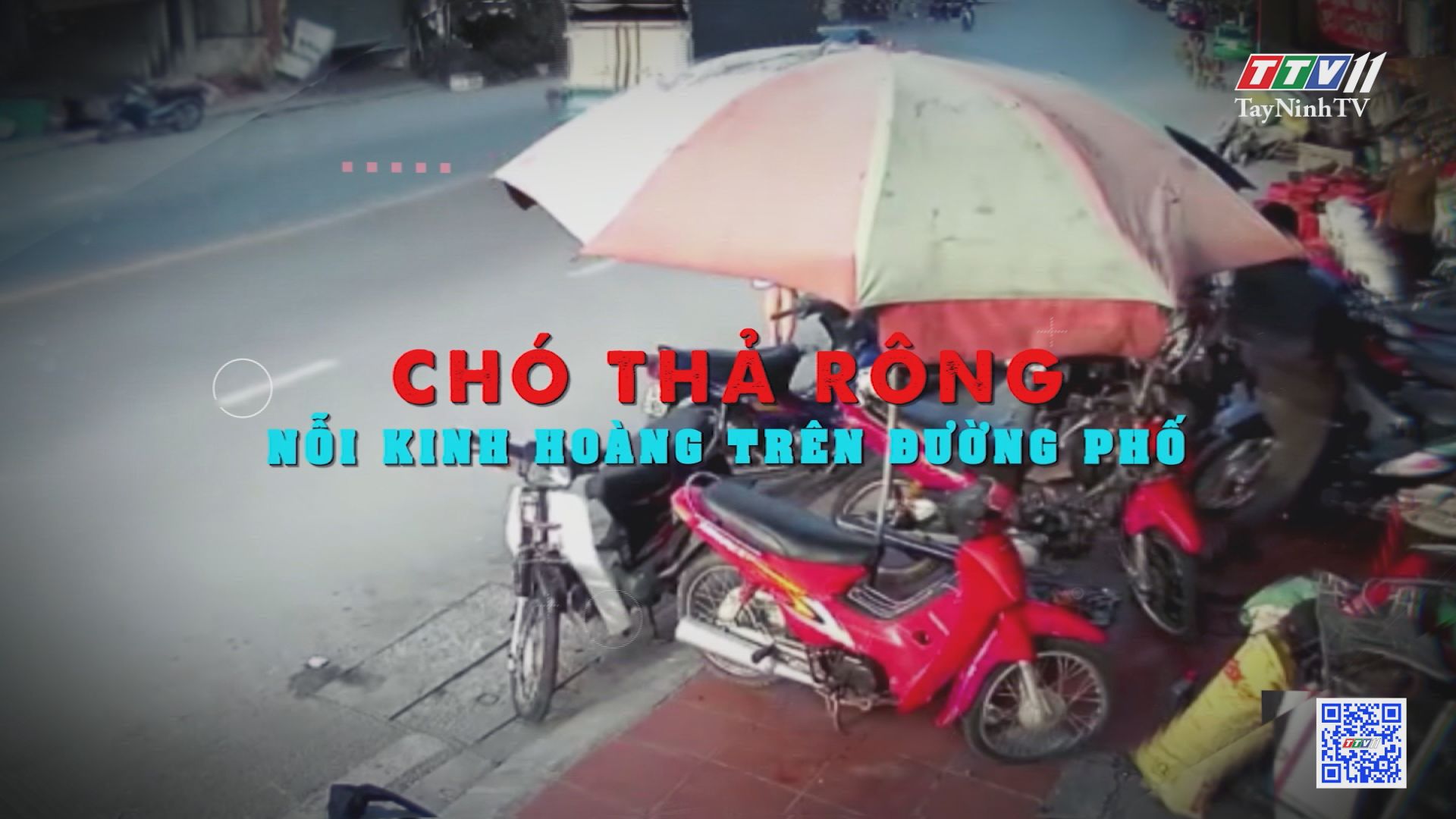 Chó thả rông, nỗi kinh hoàng trên đường phố | Văn hóa giao thông | TayNinhTV