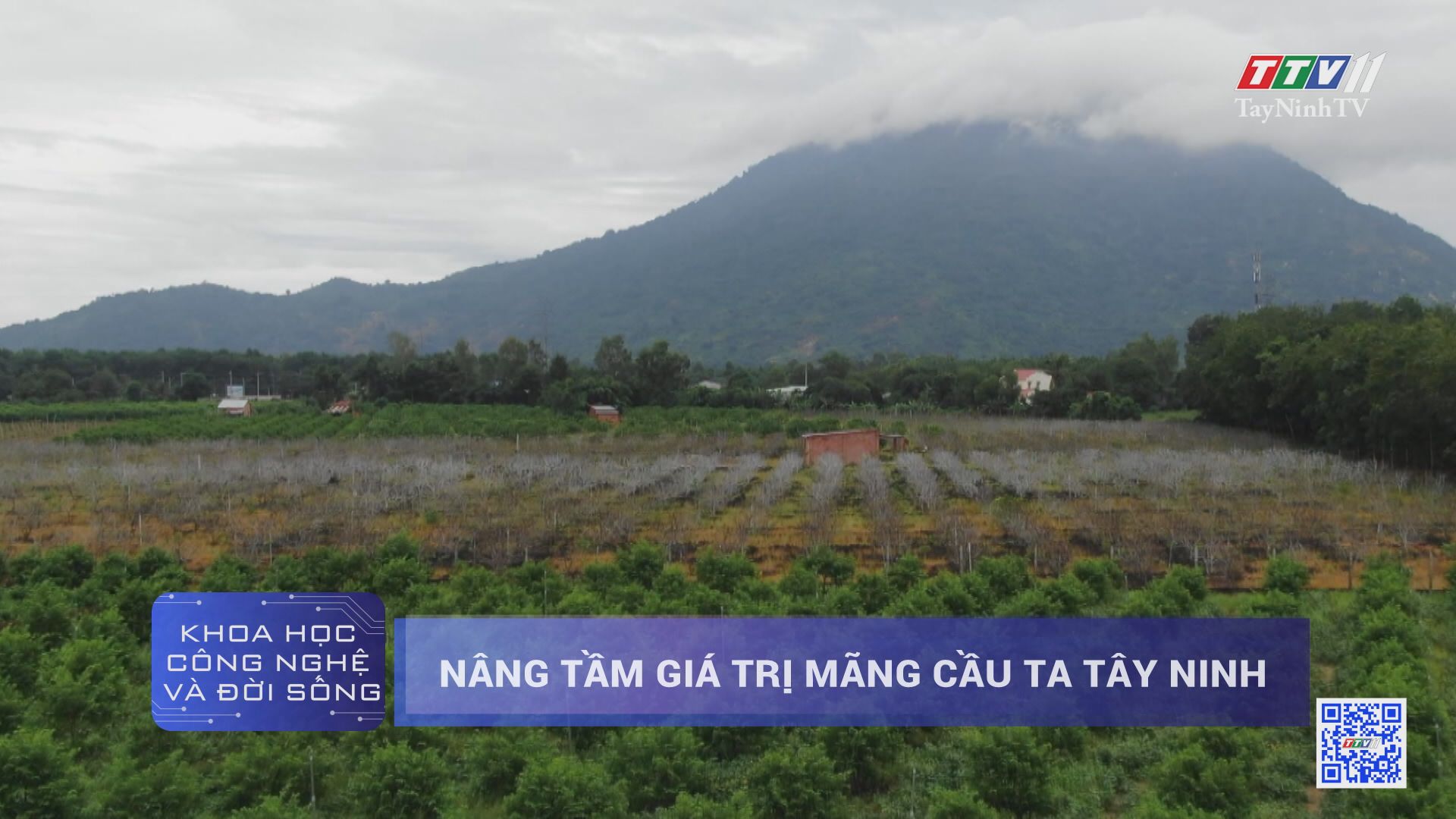 Nâng tầm giá trị mãng cầu ta Tây Ninh | KHOA HỌC VÀ CÔNG NGHỆ | TayNinhTV