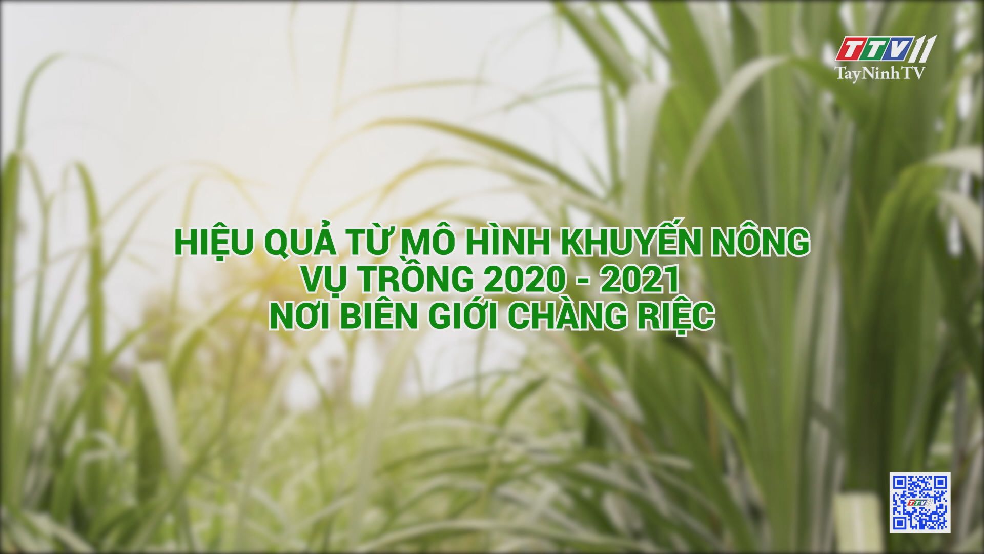 Hiệu quả từ mô hình khuyến nông vụ trồng 2020-2021 nơi biên giới Chàng Riệc | CÂY MÍA VIỆT | TayNinhTV