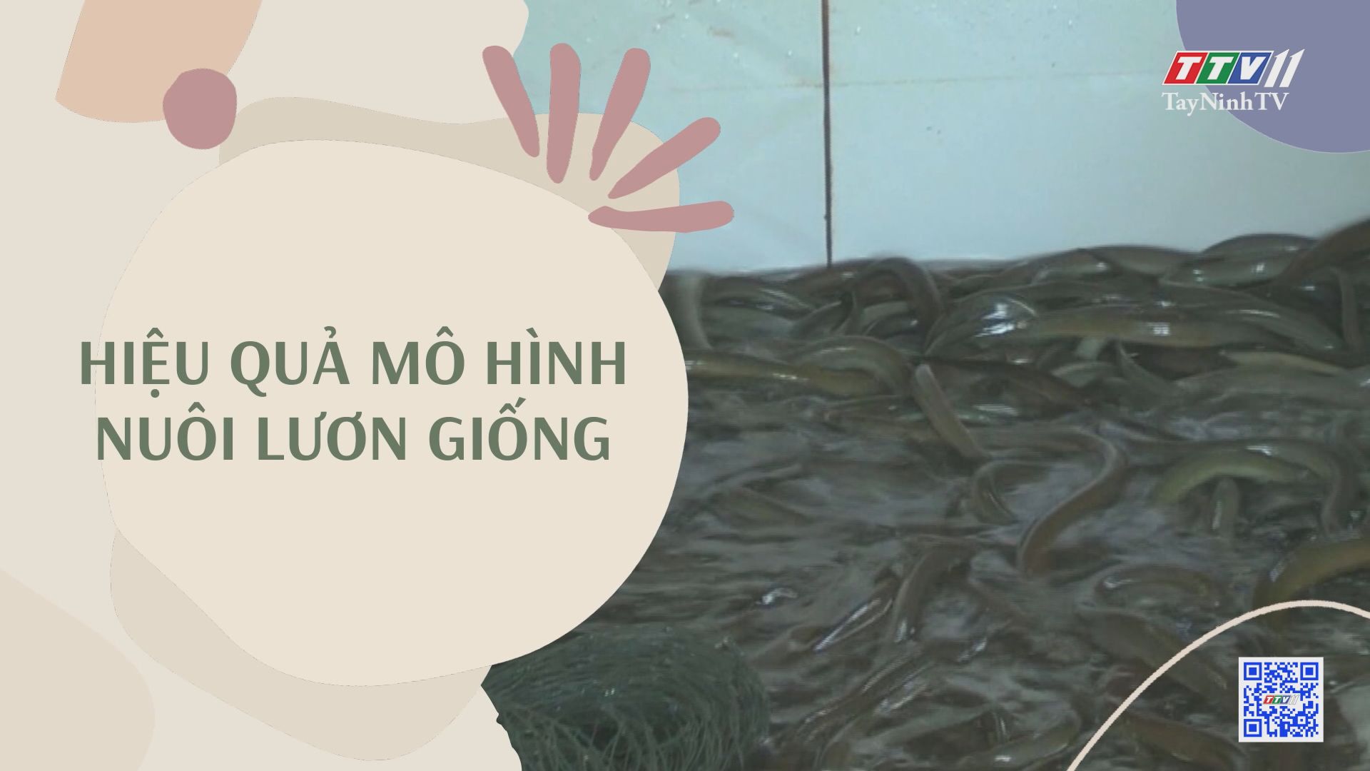 Hiệu quả mô hình nuôi lươn giống | NÔNG NGHIỆP TÂY NINH | TayNinhTV