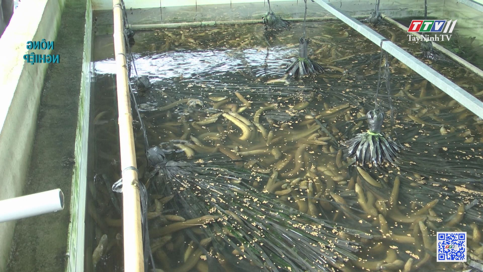 Mô hình nuôi lươn-cá kết hợp | Nông nghiệp Tây Ninh | TayNinhTV