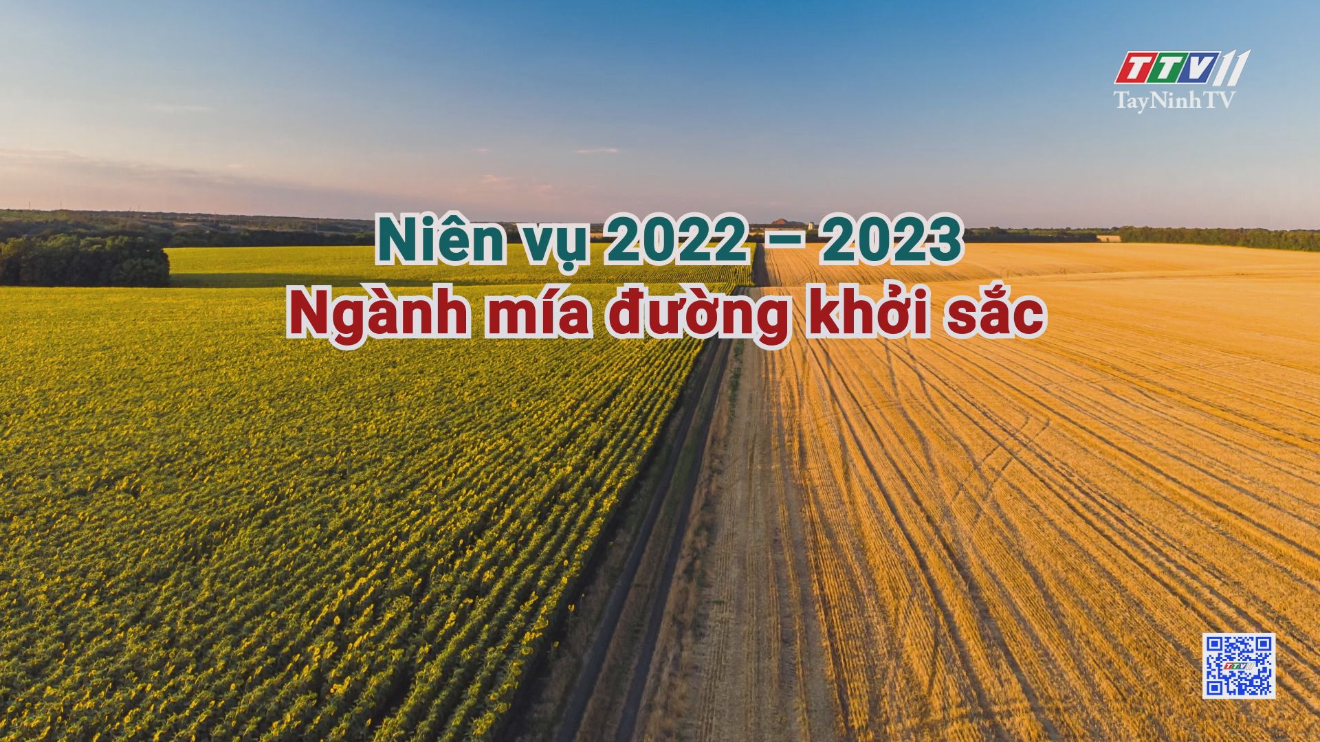 Niên vụ 2022 - 2023 - Ngành mía đường khởi sắc | CÂY MÍA VIỆT | TayNinhTV