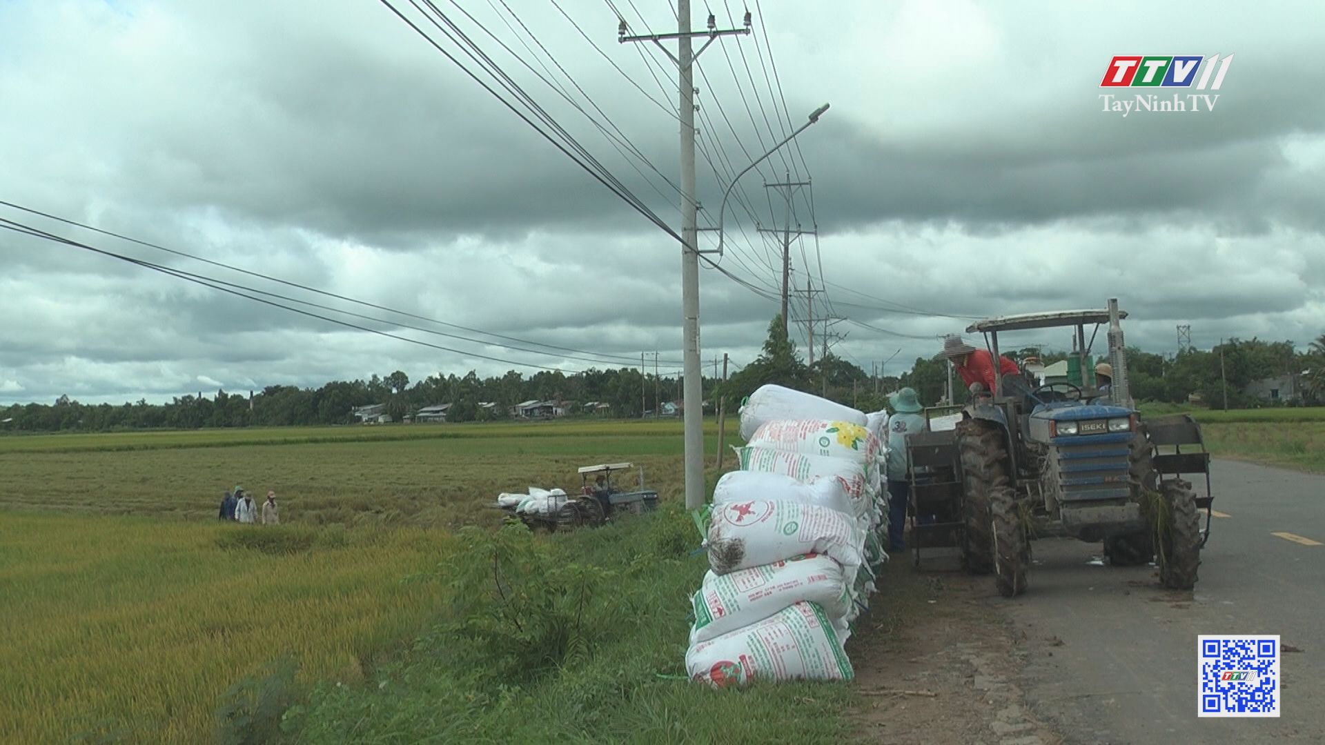 Canh tác lúa gắn với liên kết tiêu thụ sản phẩm | NÔNG NGHIỆP TÂY NINH | TayNinhTV