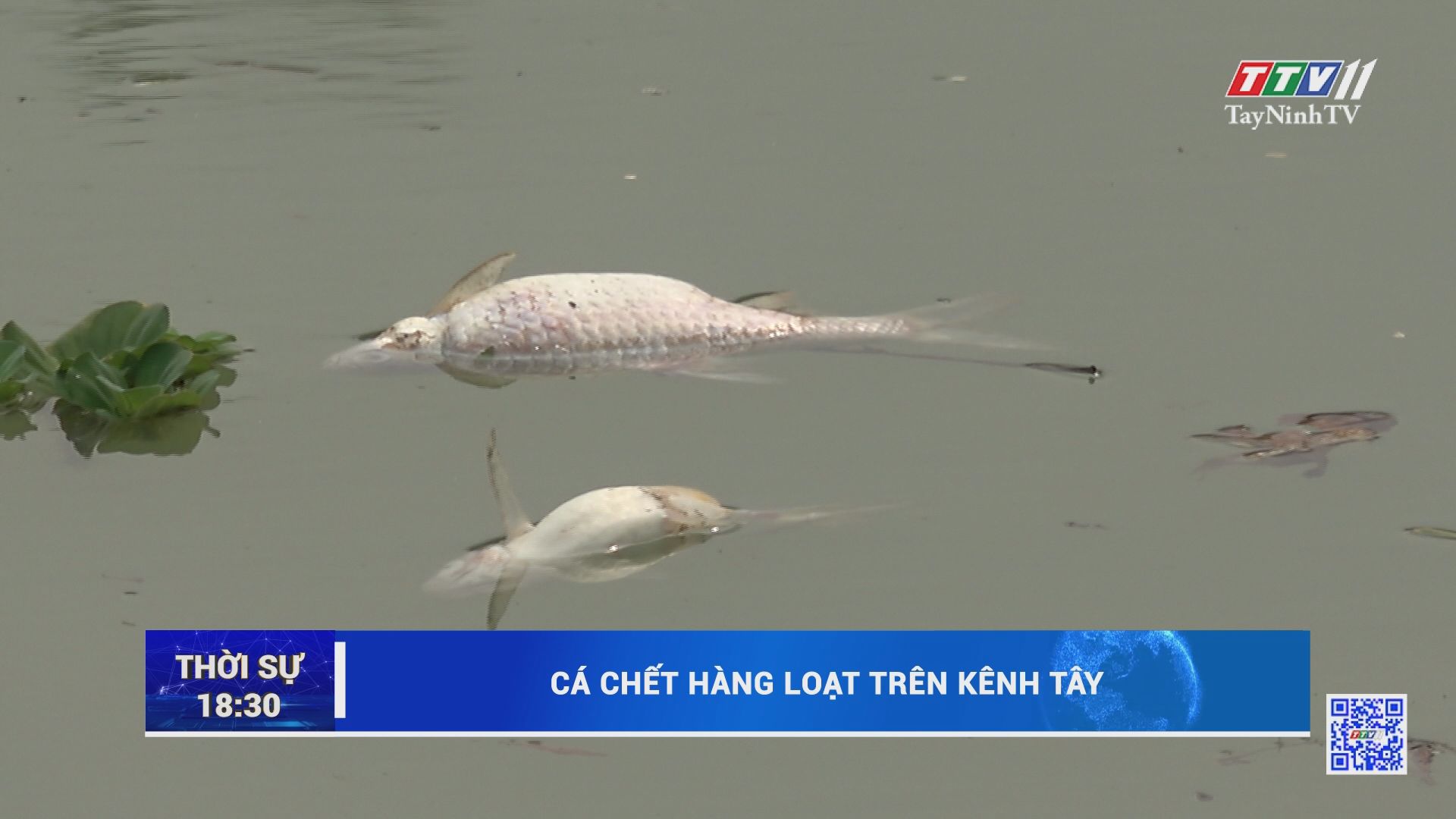 Cá ch.ế.t hàng loạt trên kênh Tây | TayNinhTV