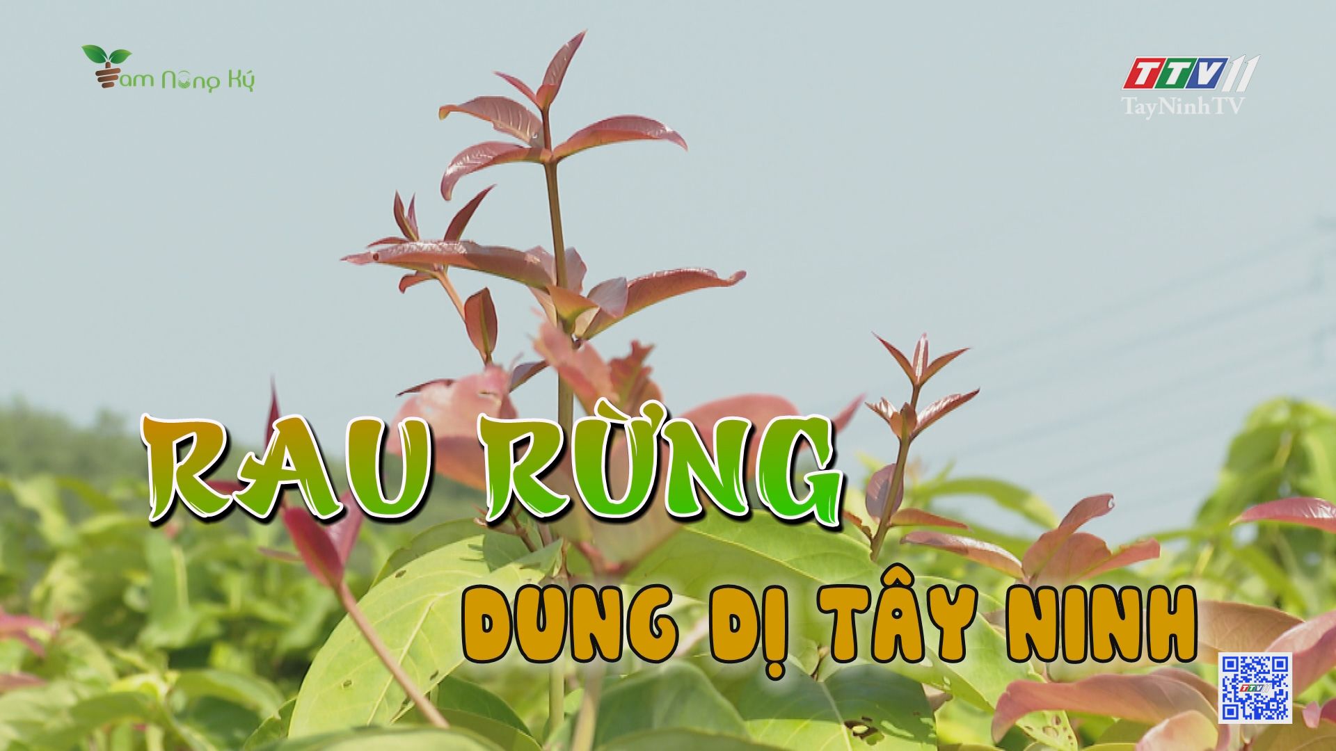Rau rừng dung dị Tây Ninh | Tam nông ký | TayNinhTV