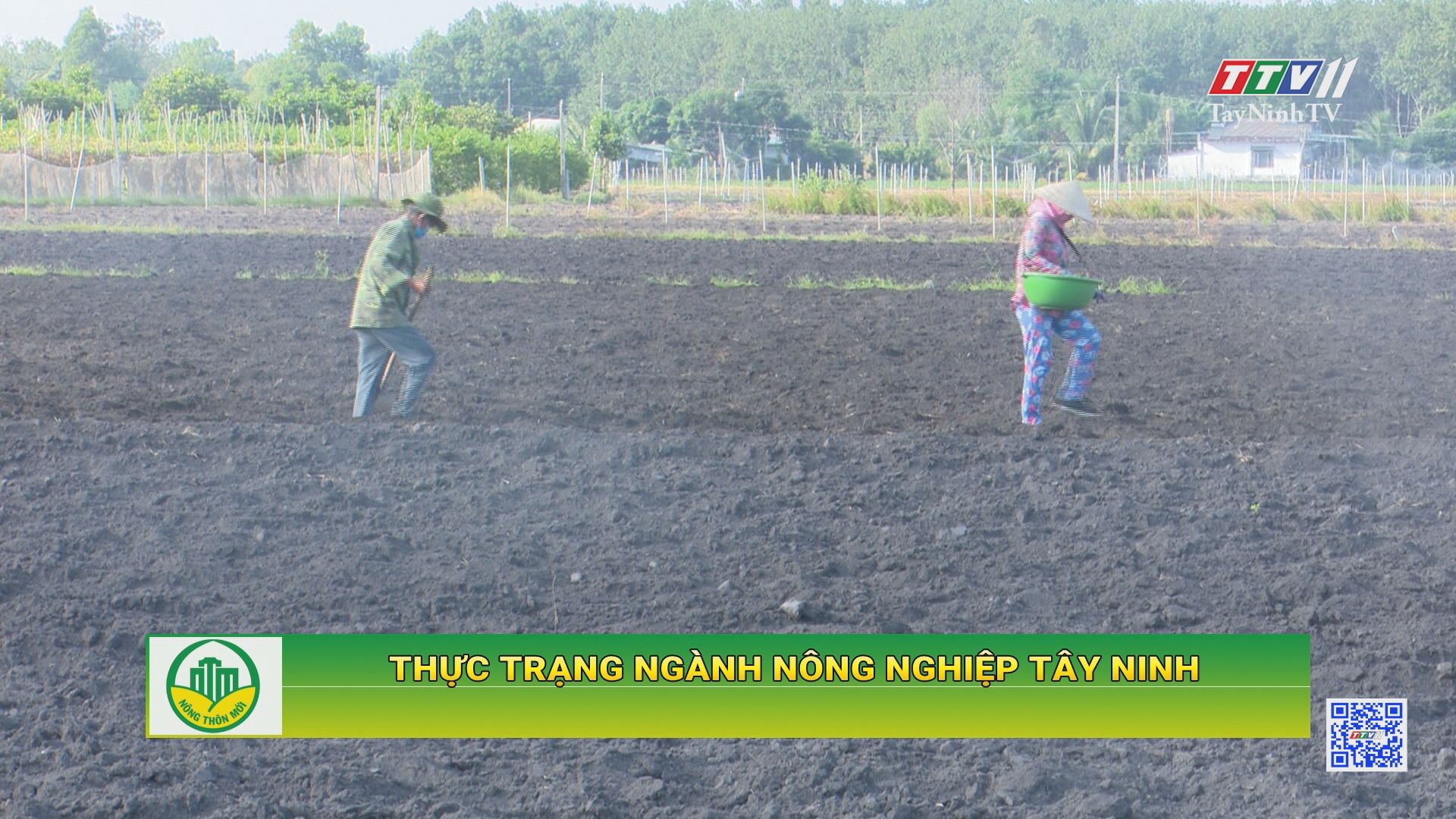Thực trạng ngành nông nghiệp Tây Ninh | TÂY NINH XÂY DỰNG NÔNG THÔN MỚI | TayNinhTV