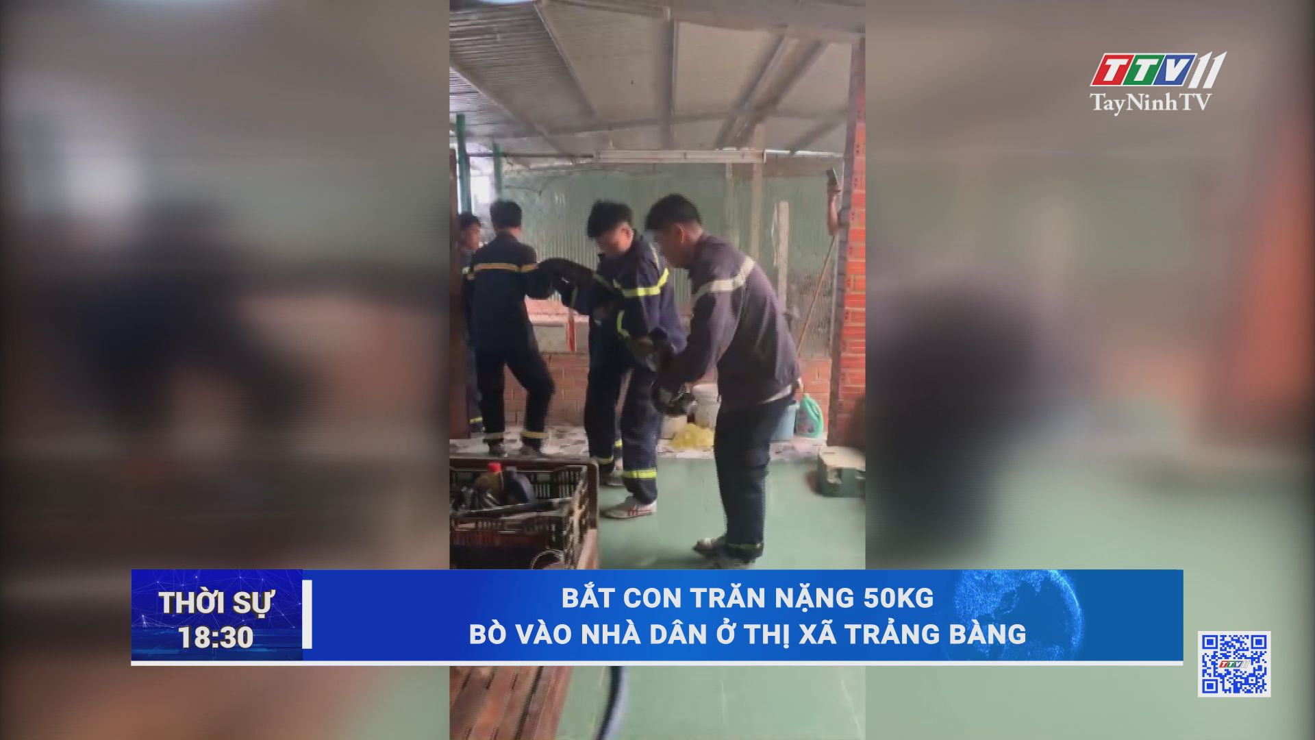 Bắt con trăn nặng 50kg bò vào nhà dân ở thị xã Trảng Bàng | TayNinhTV