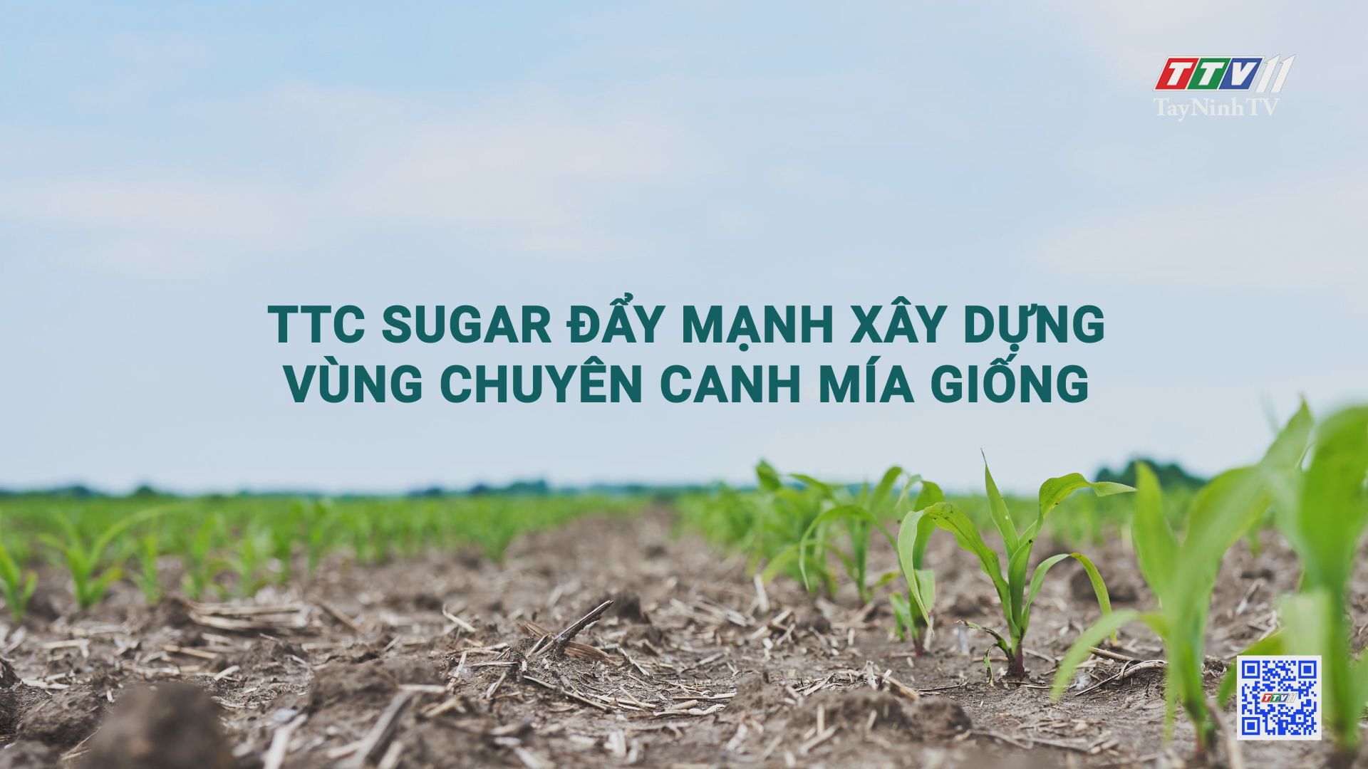 TTC SUGAR – Đẩy mạnh xây dựng vùng chuyên canh mía giống | Cây mía Việt | TayNinhTV