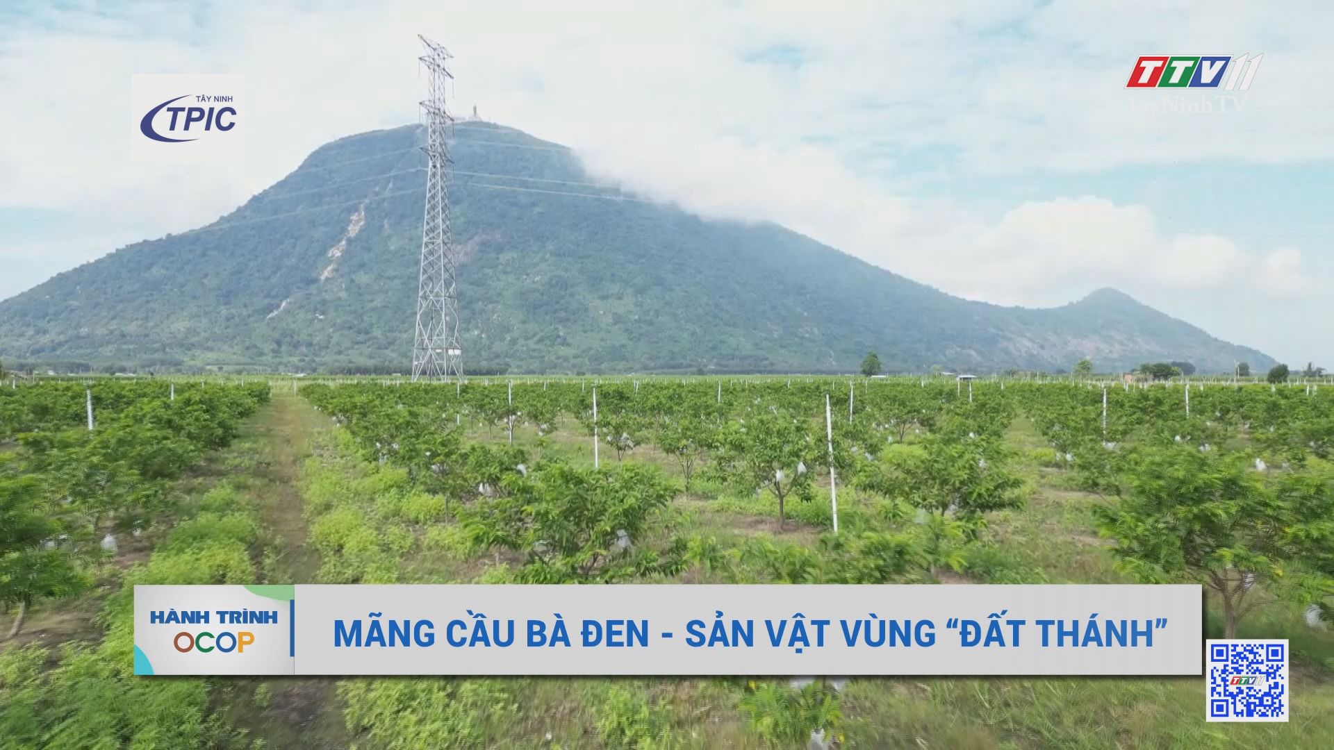 Mãng cầu Bà Đen - Sản vật vùng đất thánh | Hành trình OCOP | TayNinhTV