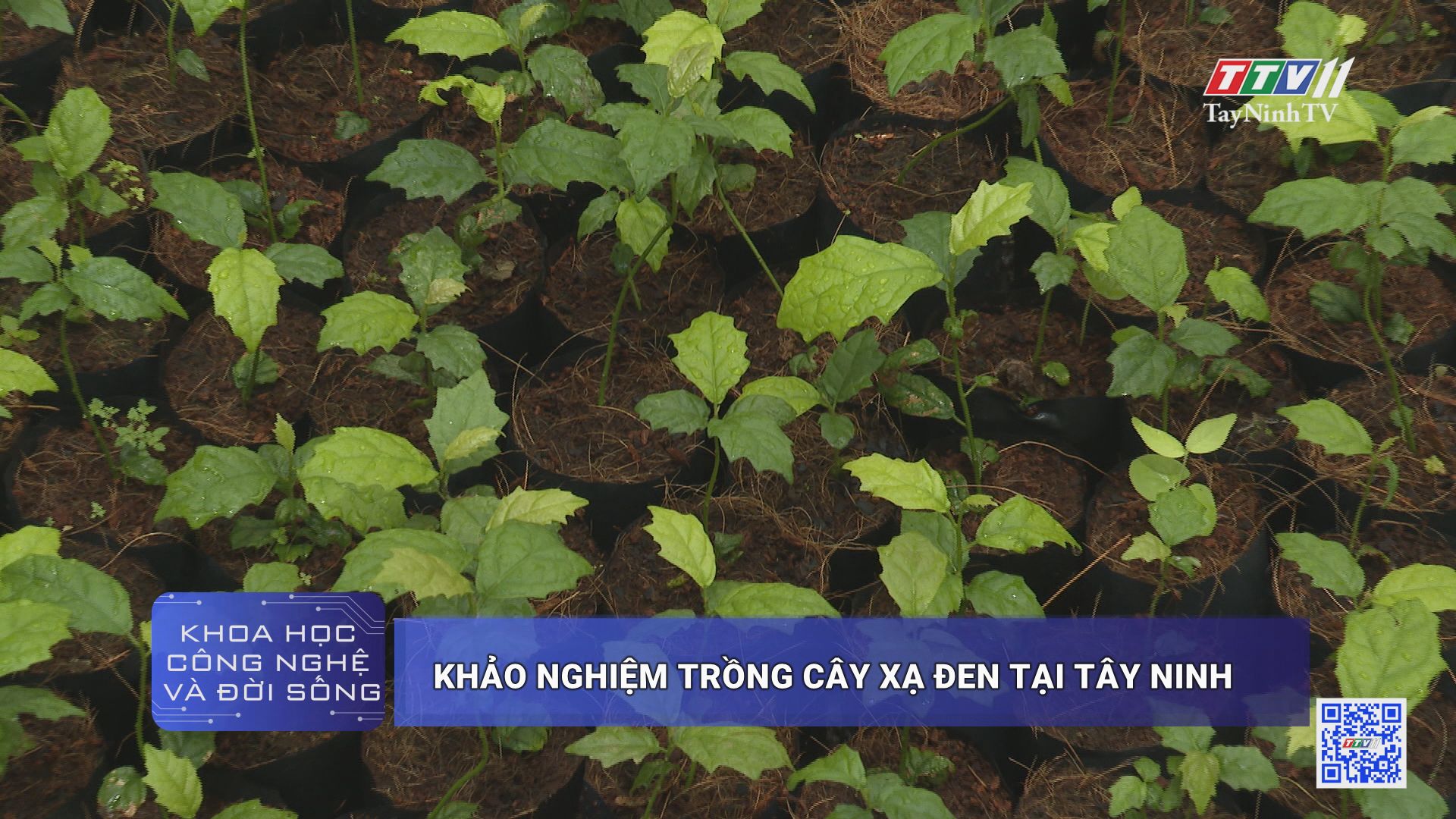 Khảo nghiệm trồng cây xạ đen tại Tây Ninh | KHOA HỌC CÔNG NGHỆ VÀ ĐỜI SỐNG | TayNinhTV