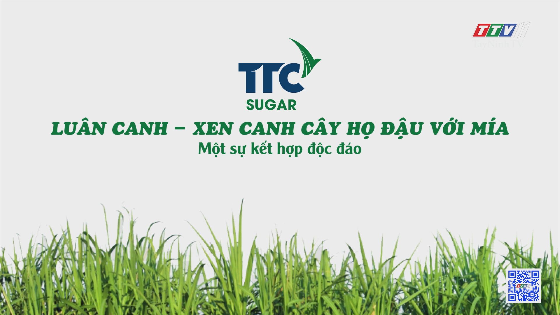 Luân canh - Xen canh cây họ đậu với mía, một sự kết hợp độc đáo | Cây mía Việt | TayNinhTV