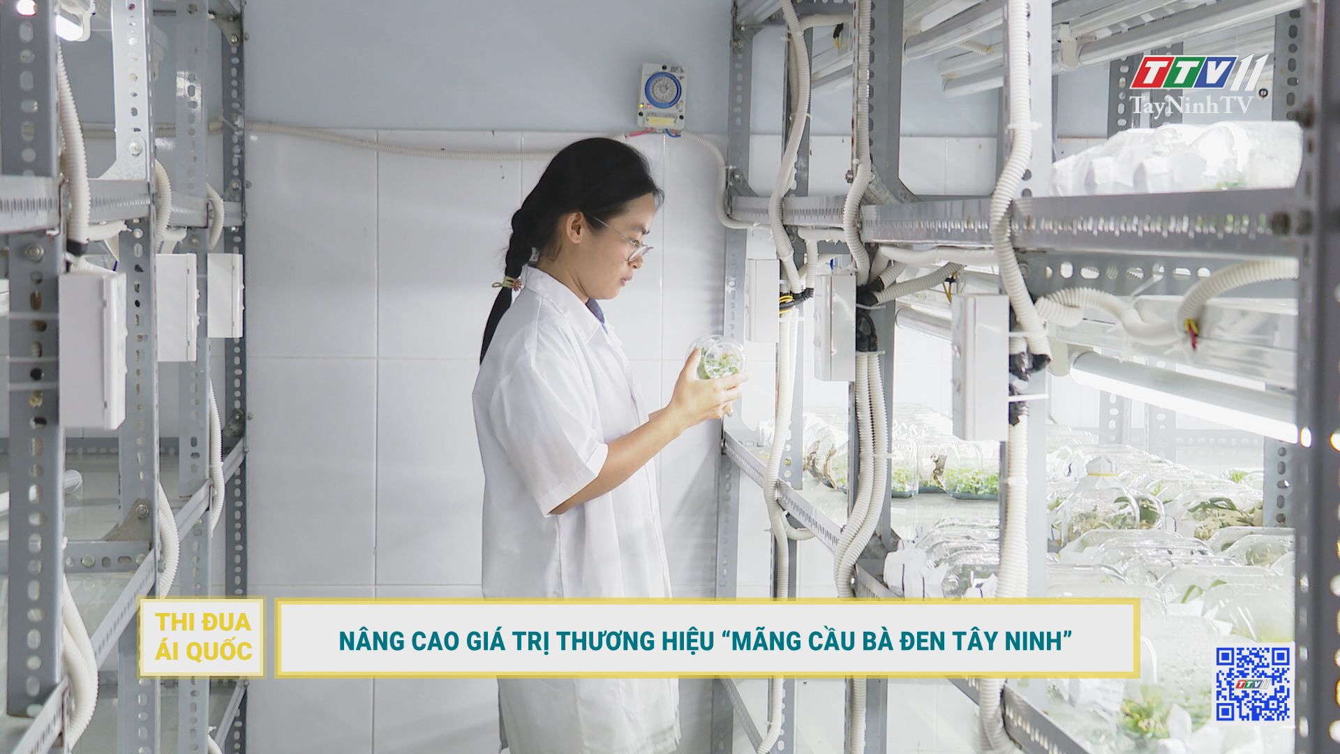 Nâng cao giá trị thương hiệu “Mãng cầu Bà Đen Tây Ninh” | Thi đua ái quốc | TayNinhTV
