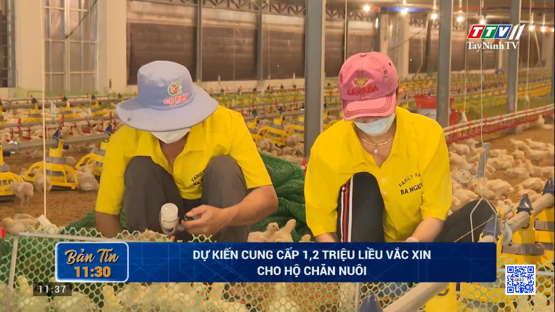 Dự kiến cung cấp 1,2 triệu liều vắc xin cho hộ chăn nuôi | TayNinhTV