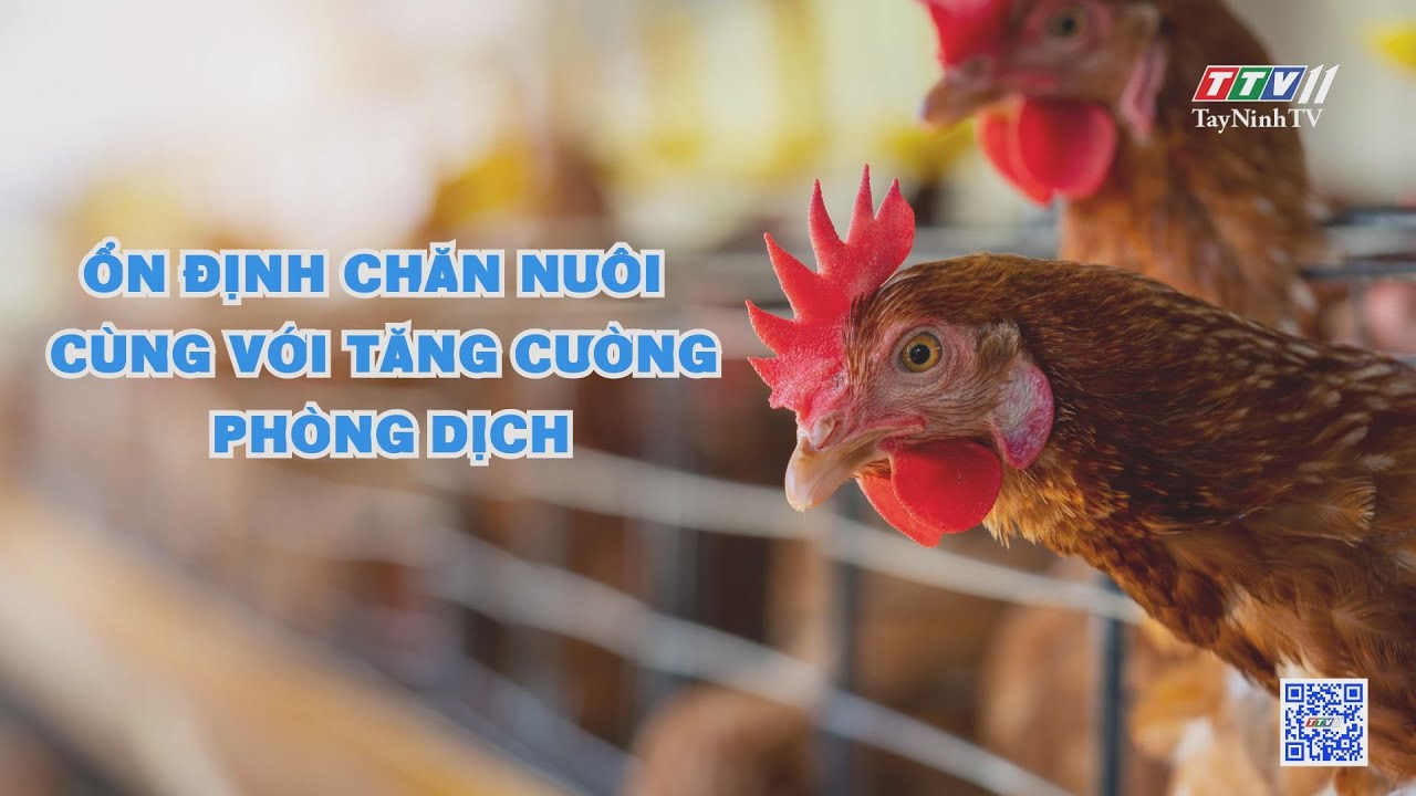 Ổn định chăn nuôi-cùng với tăng cường phòng dịch | Nông nghiệp Tây Ninh | TayNinhTV