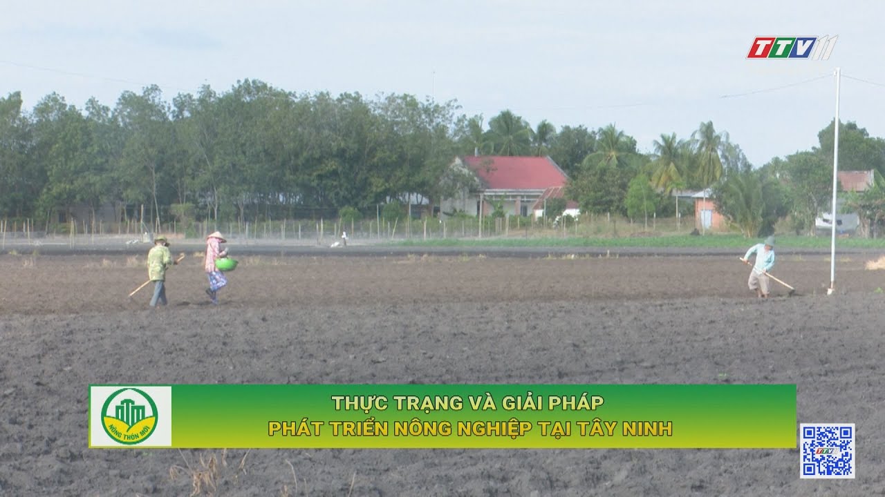 Thực trạng và giải pháp phát triển nông nghiệp tại Tây Ninh | TÂY NINH XÂY DỰNG NÔNG THÔN MỚI | TayNinhTV