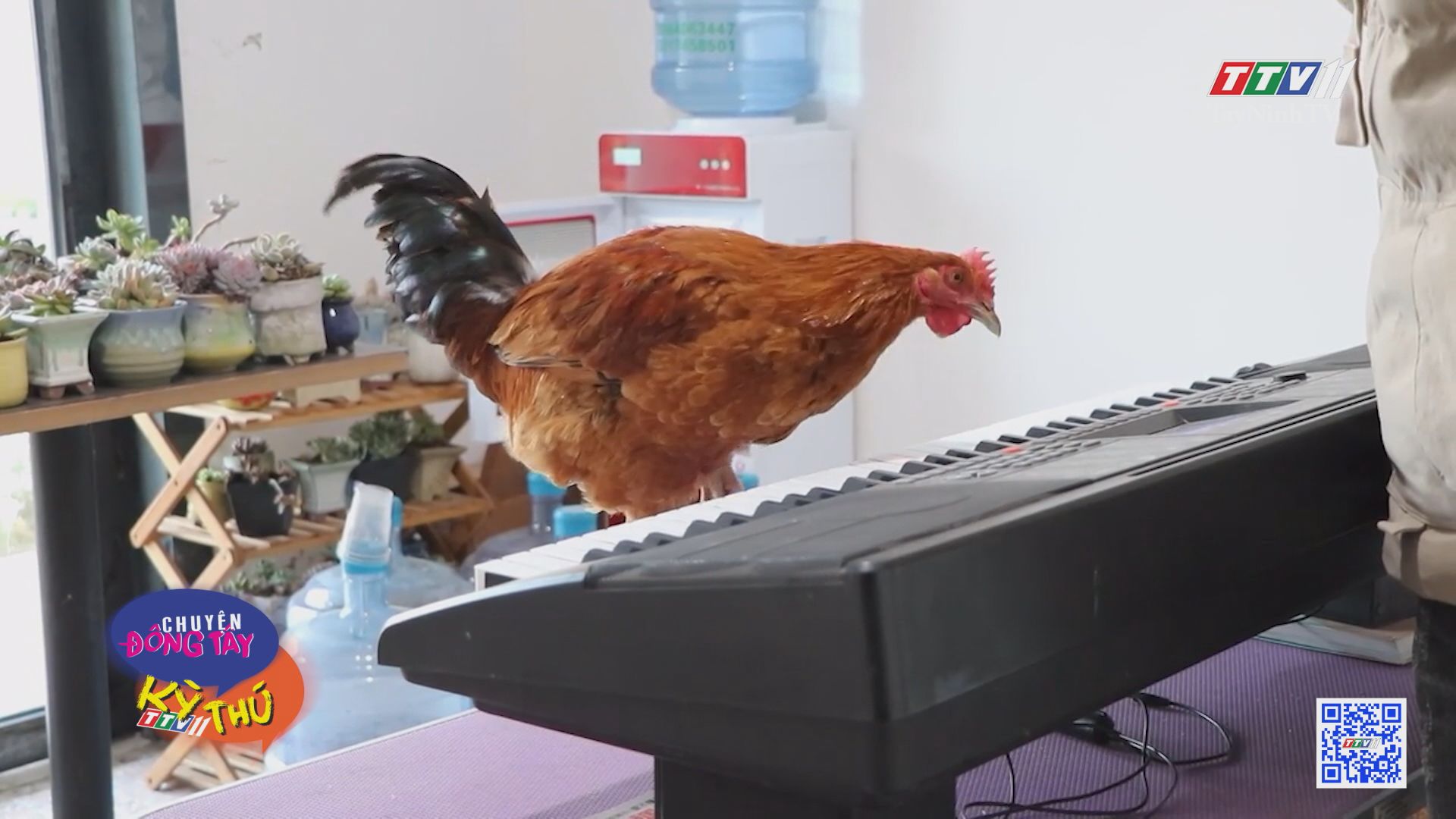 Khó tin con gà chơi được đàn piano | CHUYỆN ĐÔNG TÂY KỲ THÚ | TayNinhTVE