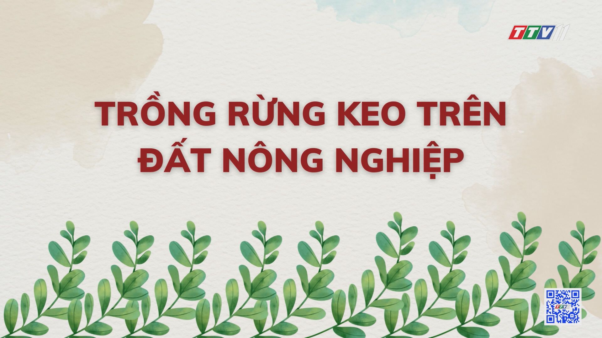 Trồng rừng keo trên đất nông nghiệp | Nông nghiệp Tây Ninh | TayNinhTV