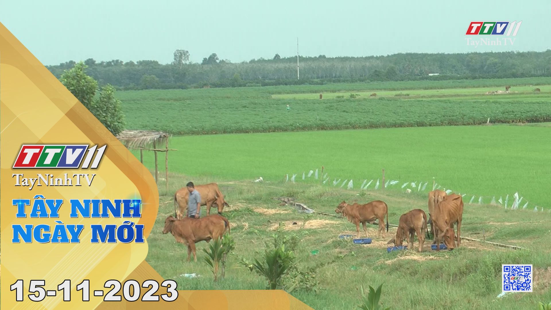 Tây Ninh ngày mới 15-11-2023 | Tin tức hôm nay | TayNinhTV