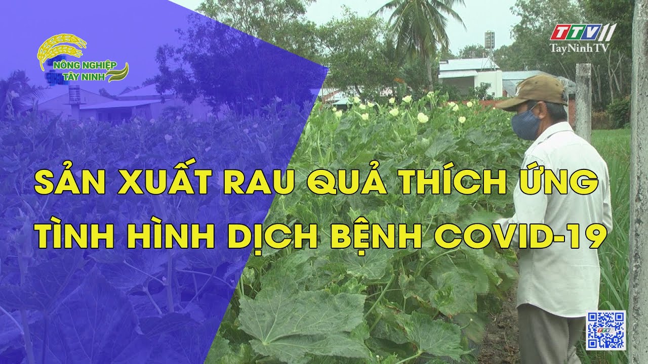 SẢN XUẤT RAU QUẢ THÍCH ỨNG TÌNH HÌNH DỊCH BỆNH COVID-19 | Nông nghiệp Tây Ninh | TayNinhTV