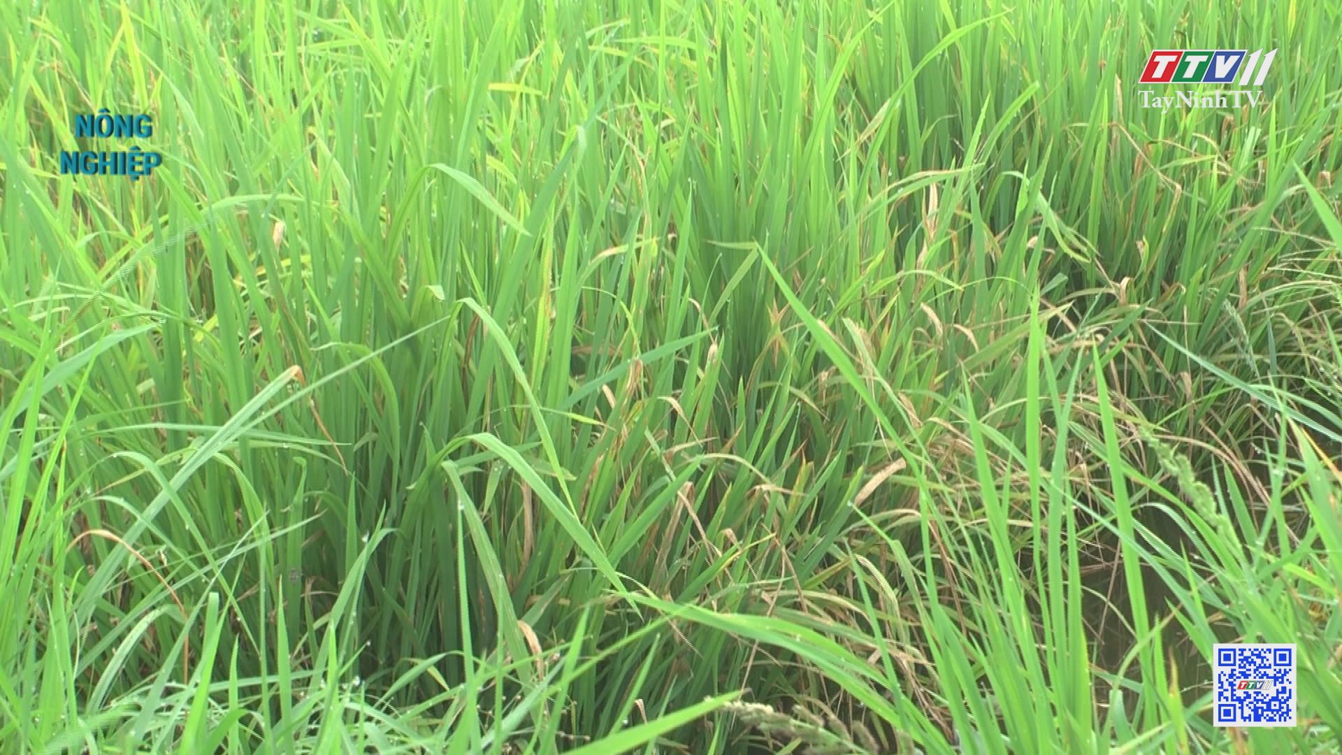Phòng trừ bệnh đạo ôn hại lúa Đông Xuân | NÔNG NGHIỆP TÂY NINH | TayNinhTV