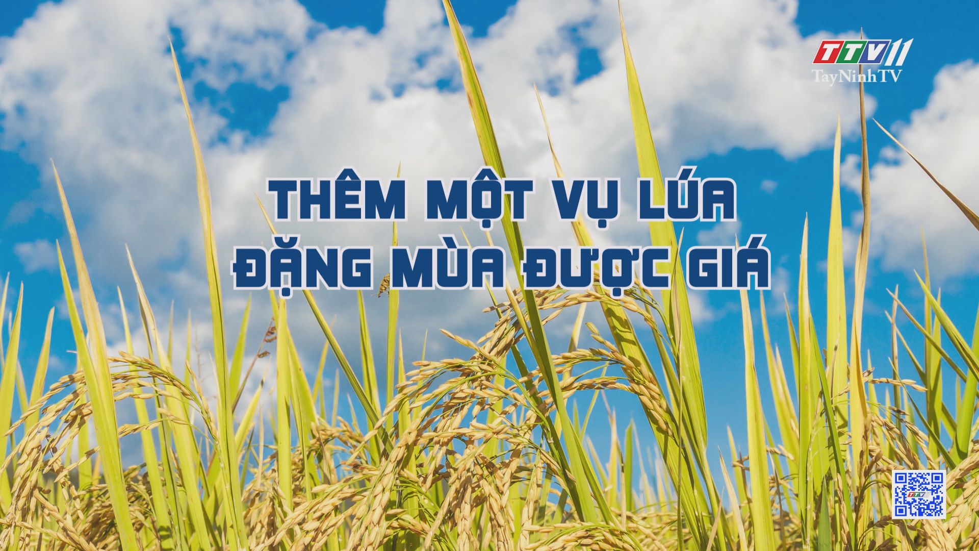 Thêm một vụ lúa đặng mùa được giá | Nông nghiệp Tây Ninh | TayNinhTV