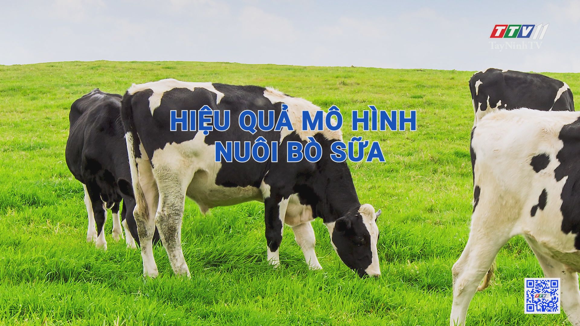 Hiệu quả mô hình nuôi bò sữa | Nông nghiệp Tây Ninh | TayNinhTV