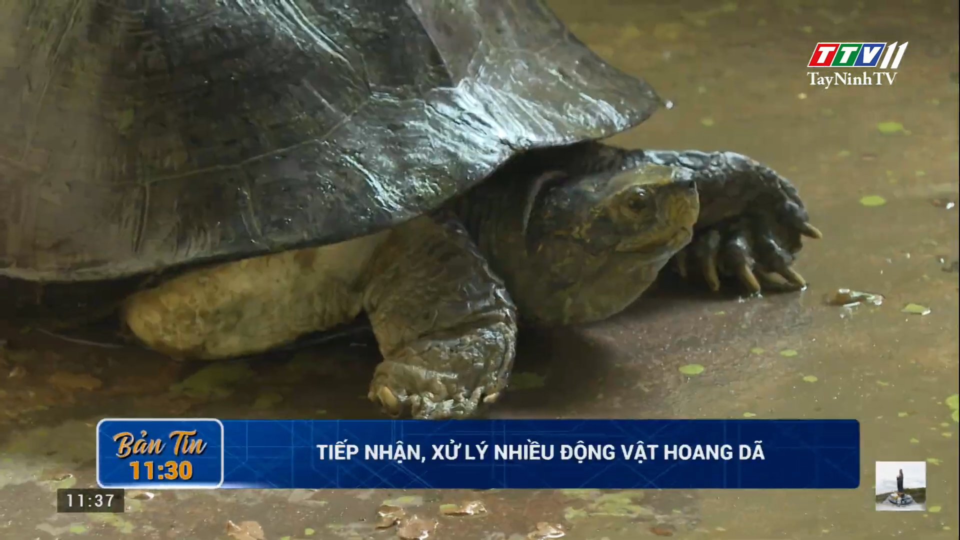 Tiếp nhận, xử lý nhiều động vật hoang dã | TayNinhTV