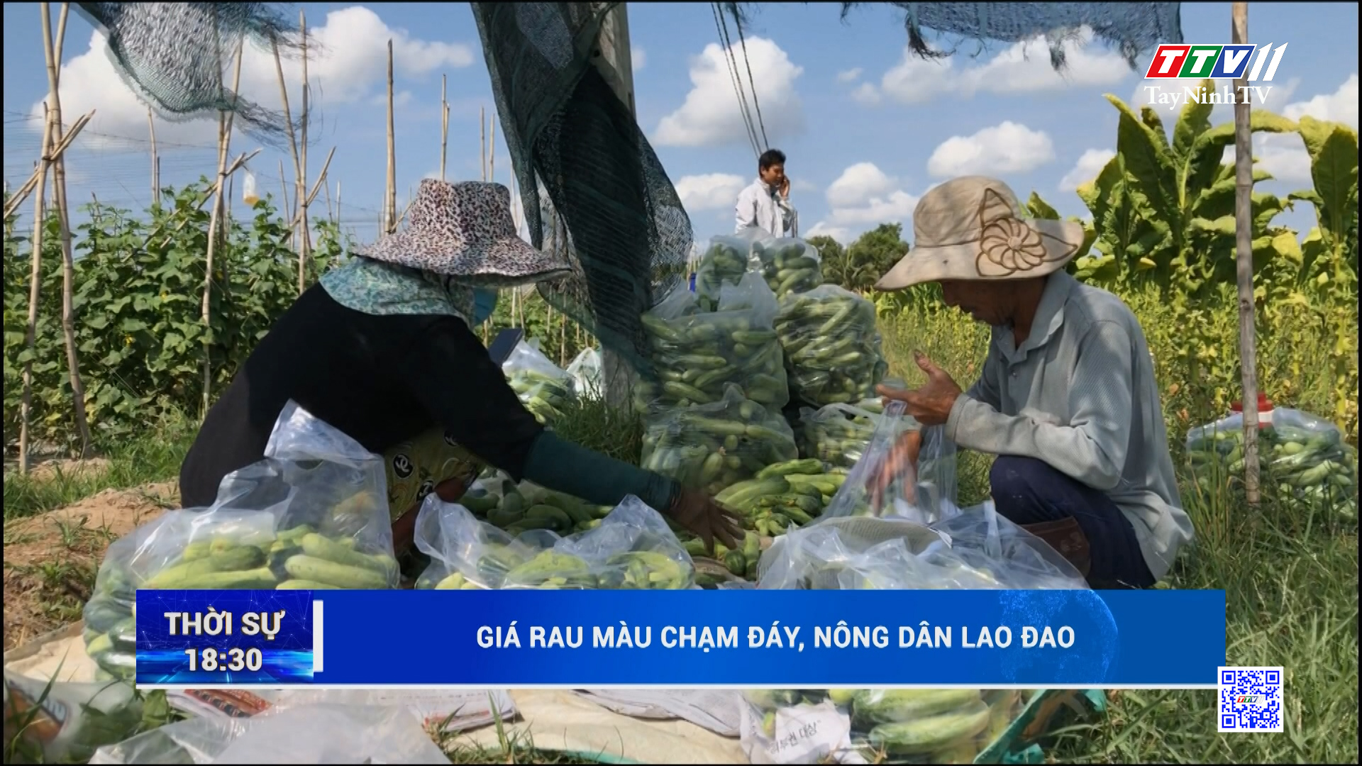 Giá rau màu chạm đáy, nông dân lao đao | TayNinhTV