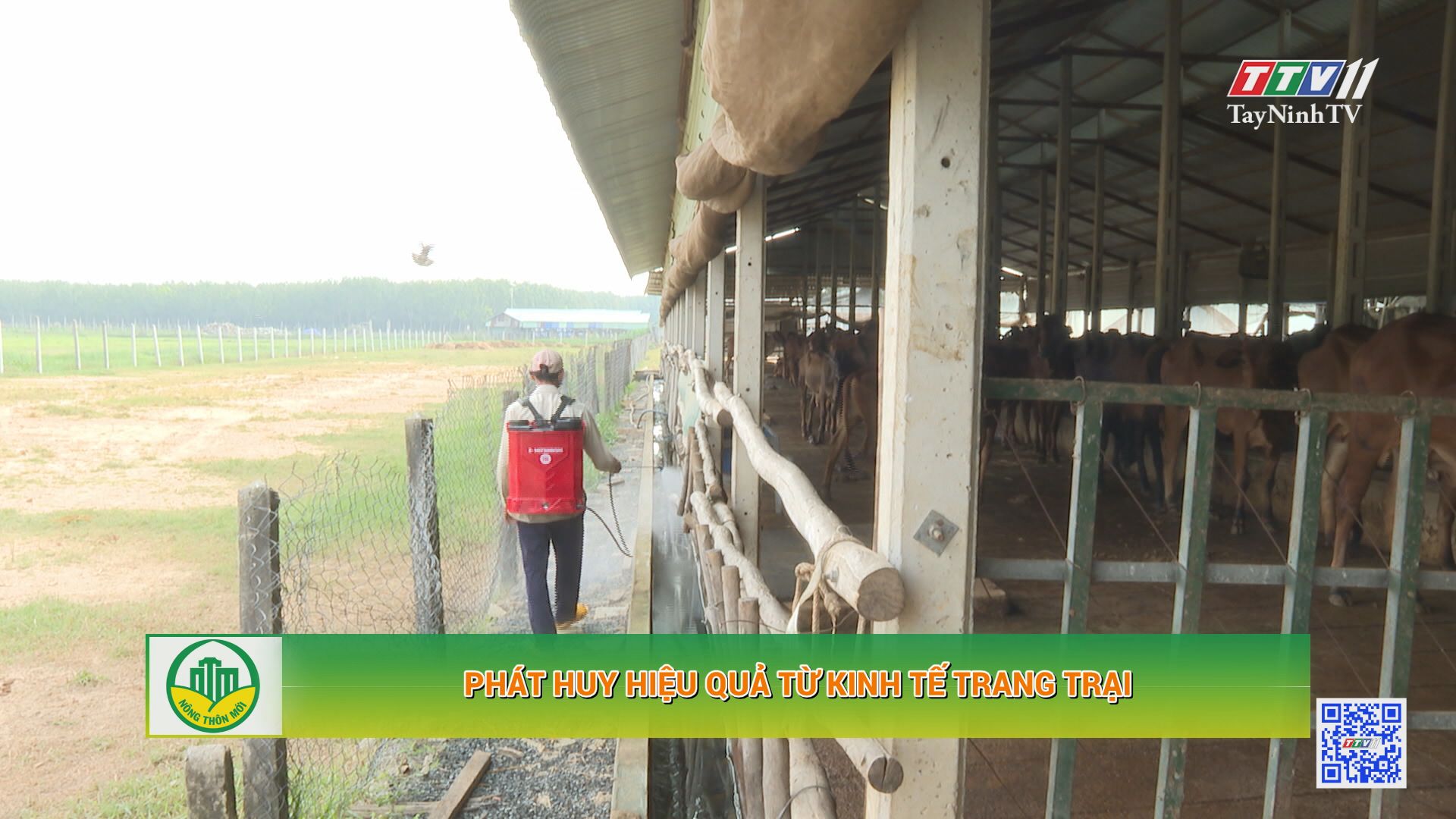 Phát huy hiệu quả từ kinh tế trang trại | Tây Ninh xây dựng nông thôn mới | TayNinhTV